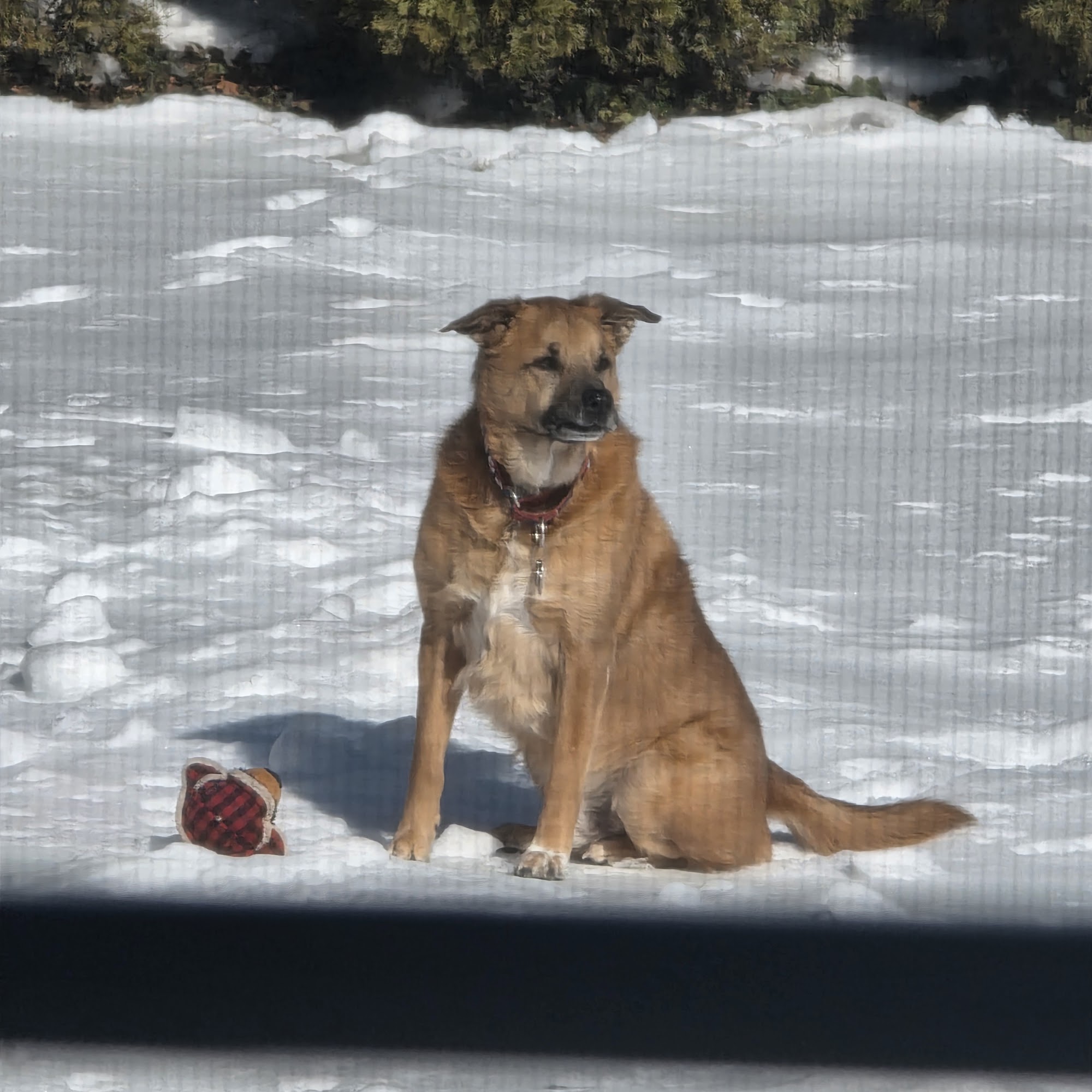 Beltsville Veterinary Hospital Beltsville