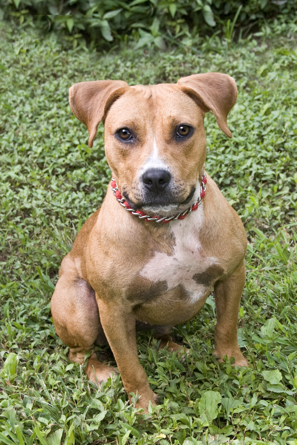 Worcester County Humane Society Berlin