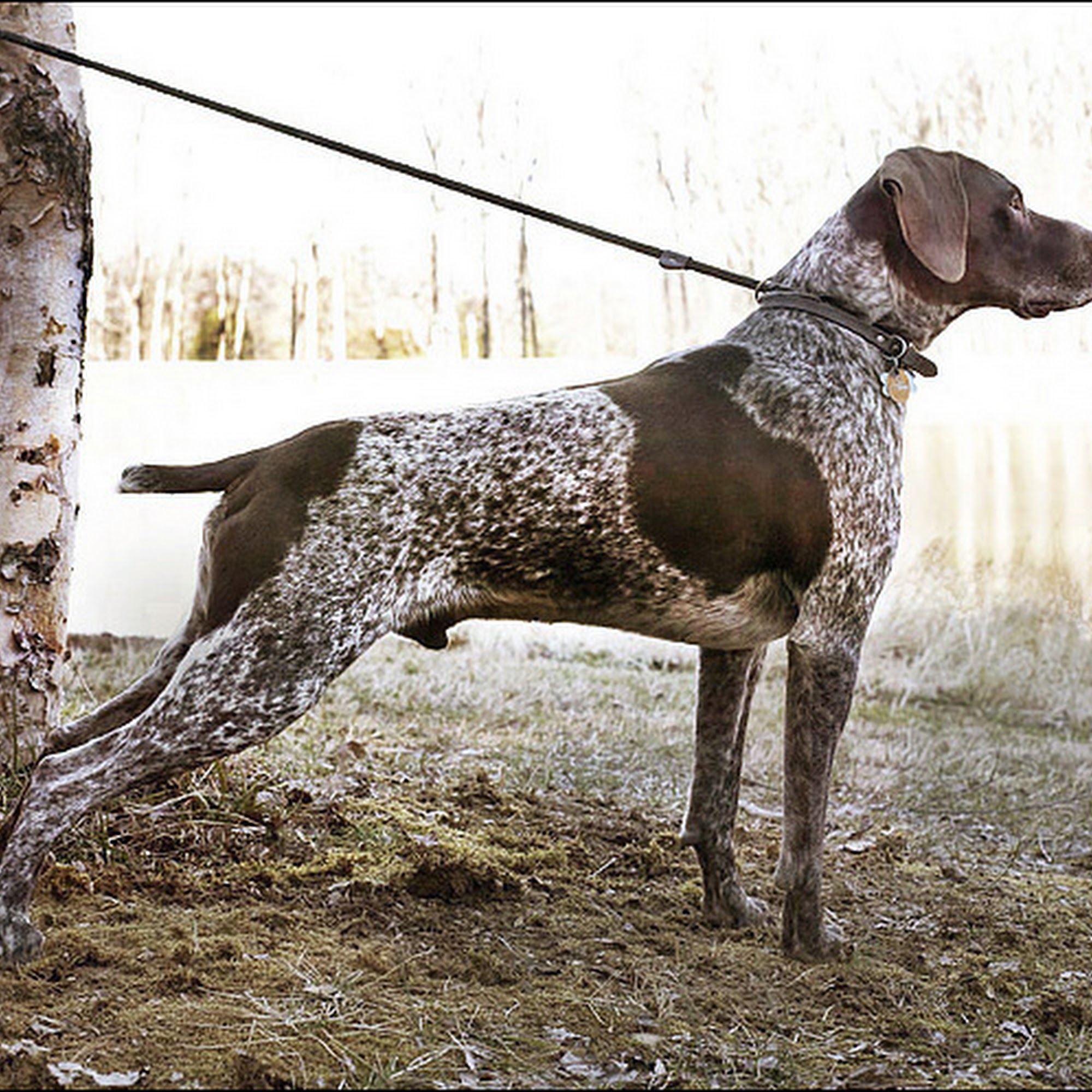 Benson Animal Hospital: Benson Randall C DVM Bethesda