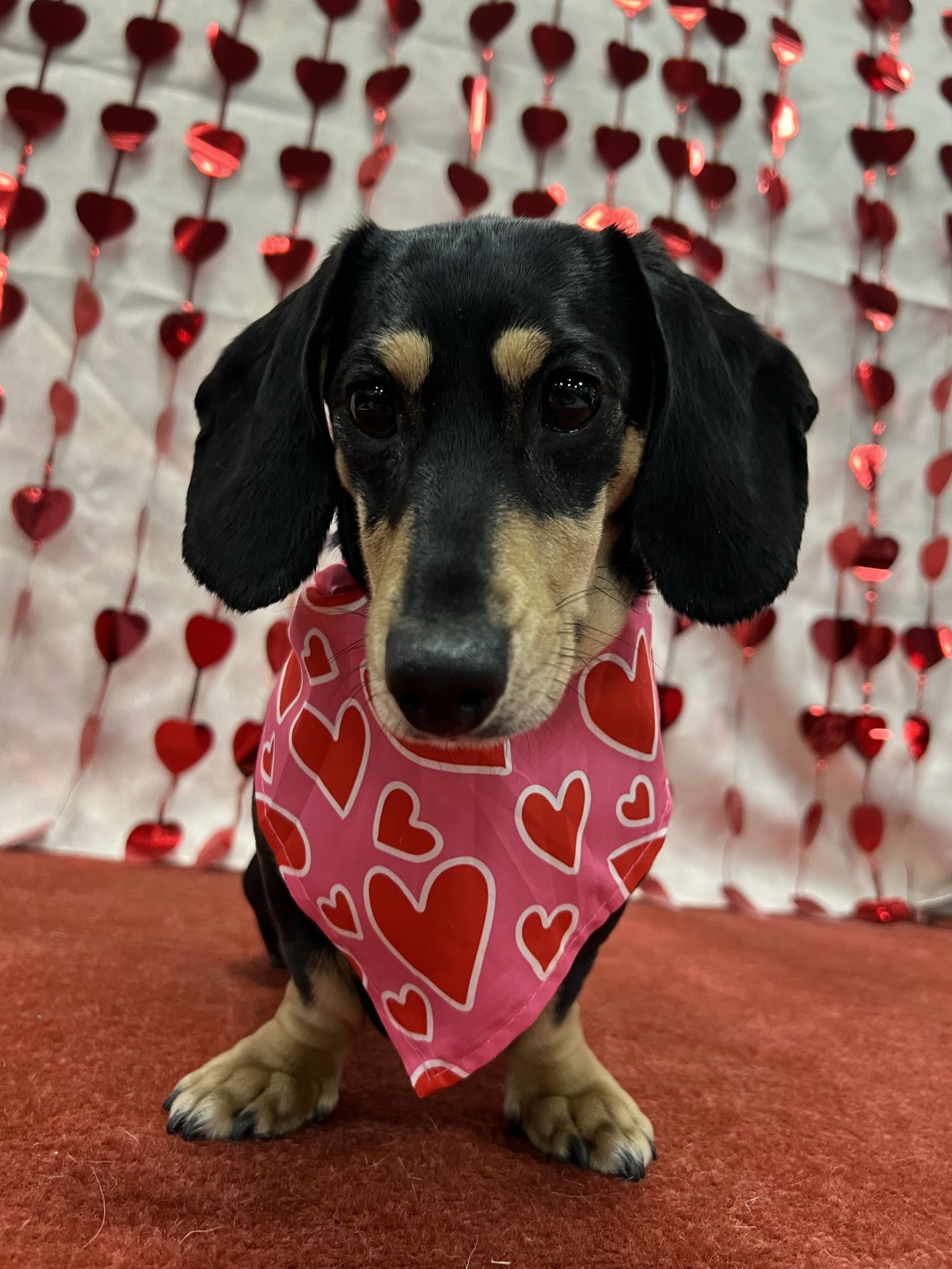 Dogtopia of Bethesda Bethesda