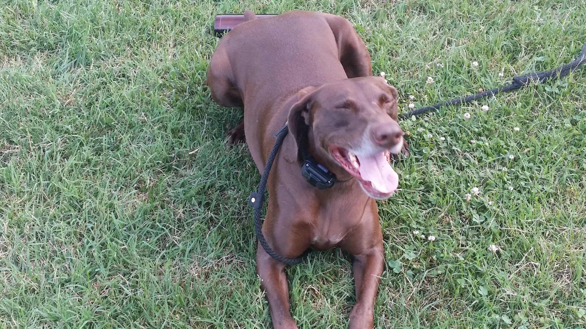 Tom's Dog Training Bethesda