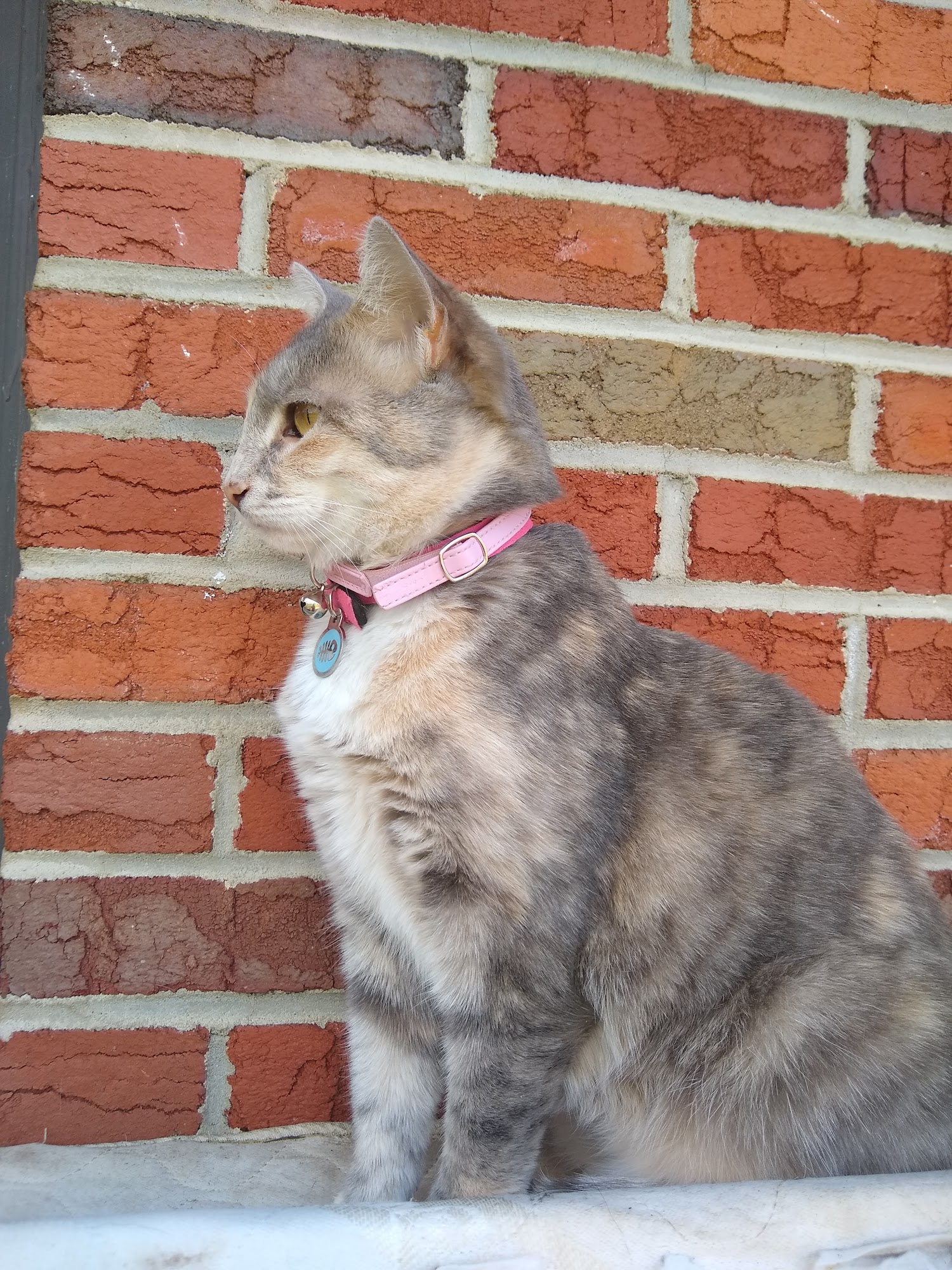 Boonsboro Veterinary Hospital Boonsboro