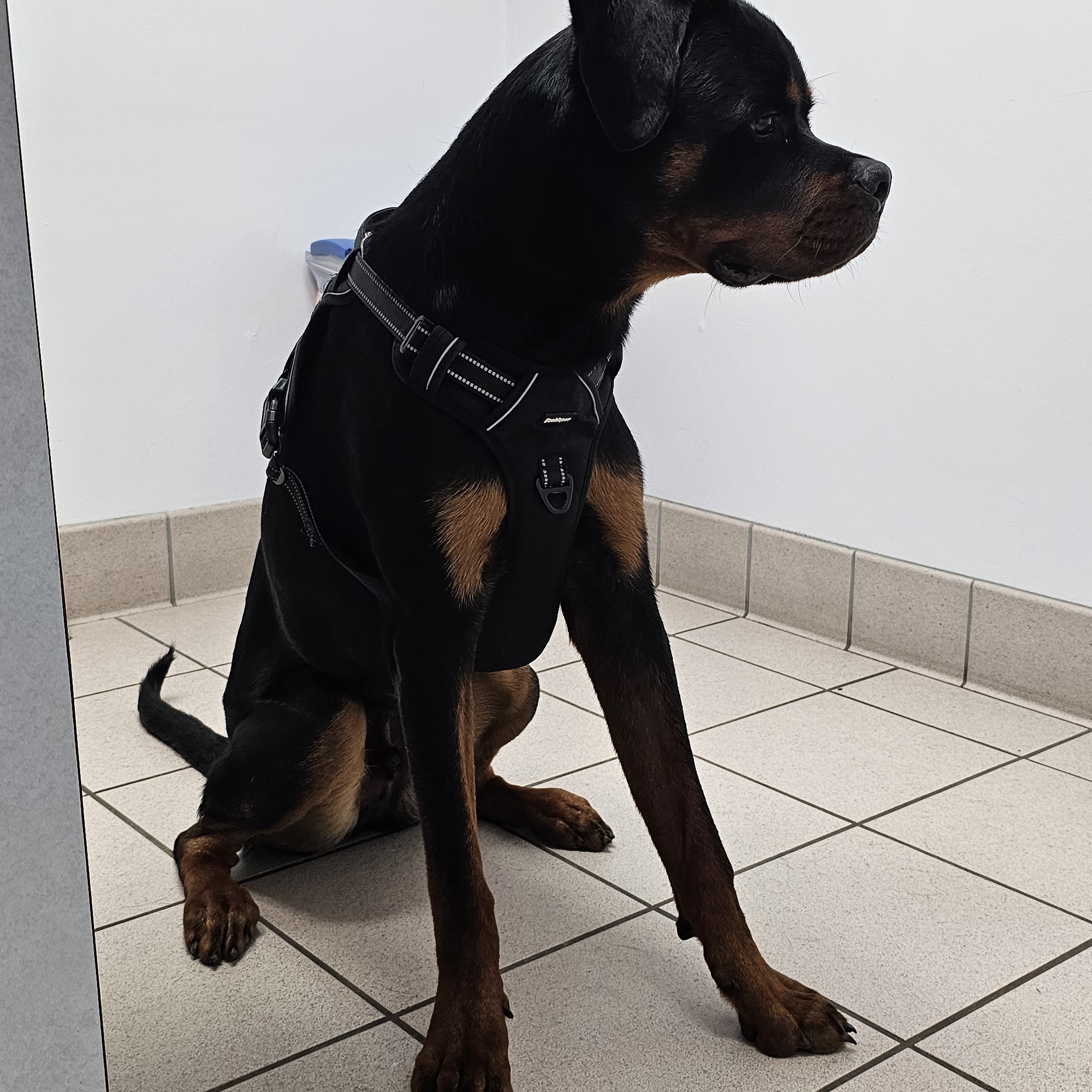 Boonsboro Veterinary Hospital Boonsboro