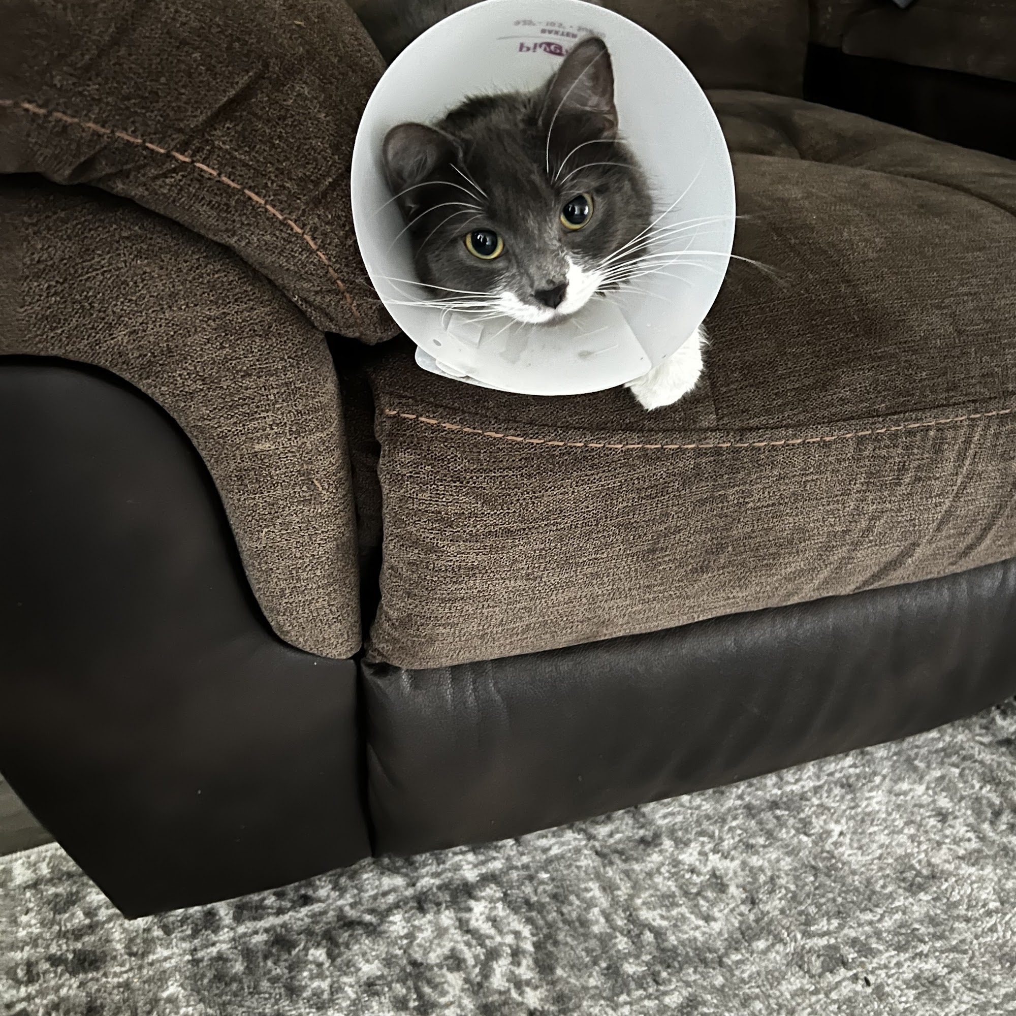 Promise Animal League Boonsboro