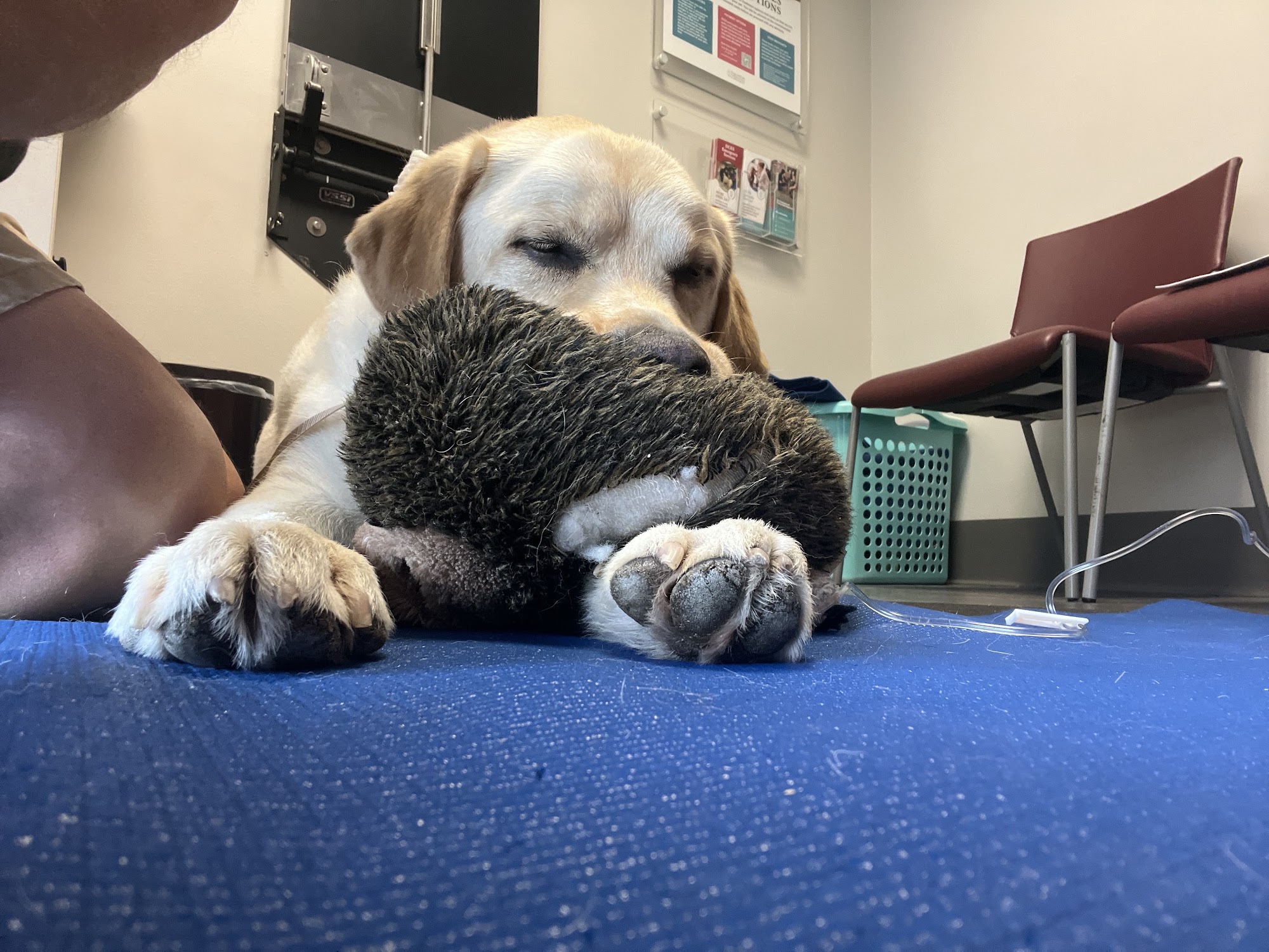 Dogs and Cats Emergency & Specialty Bowie