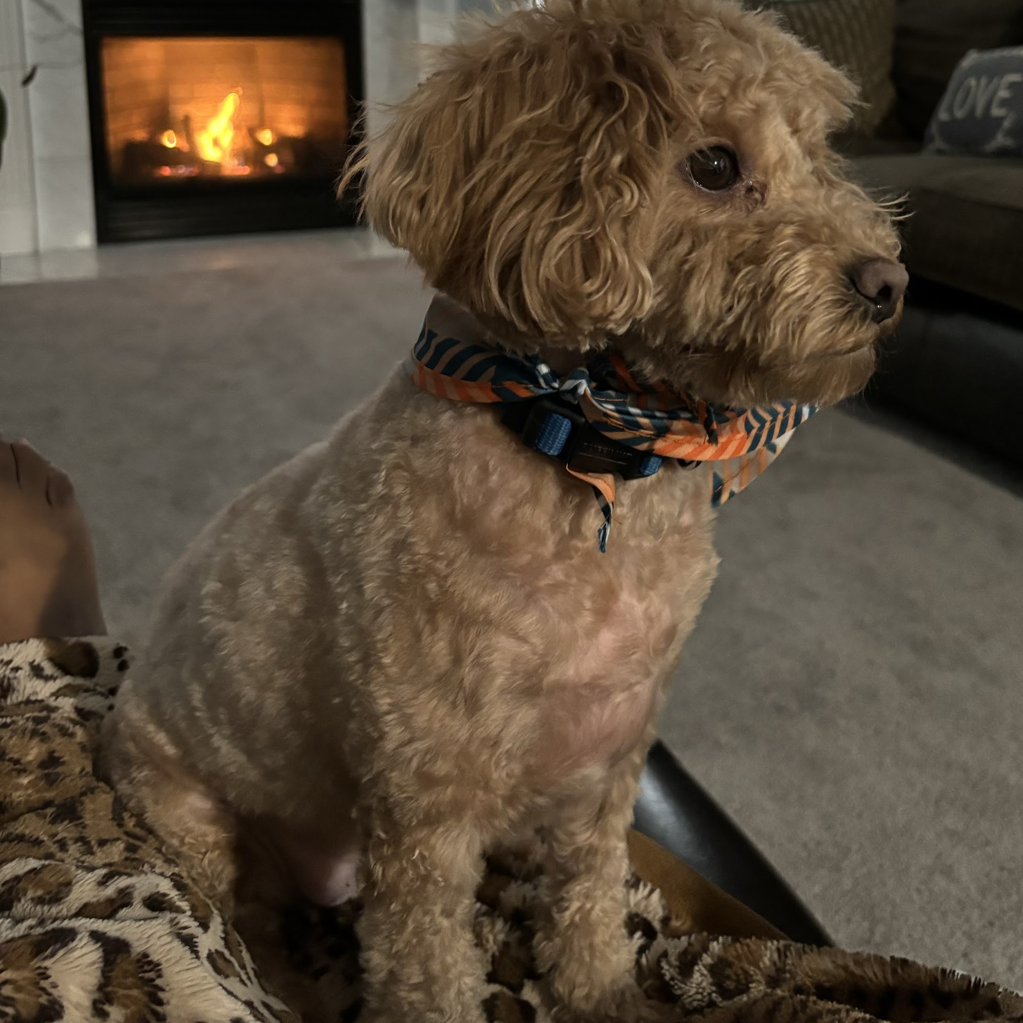 Belair Veterinary Hospital Bowie