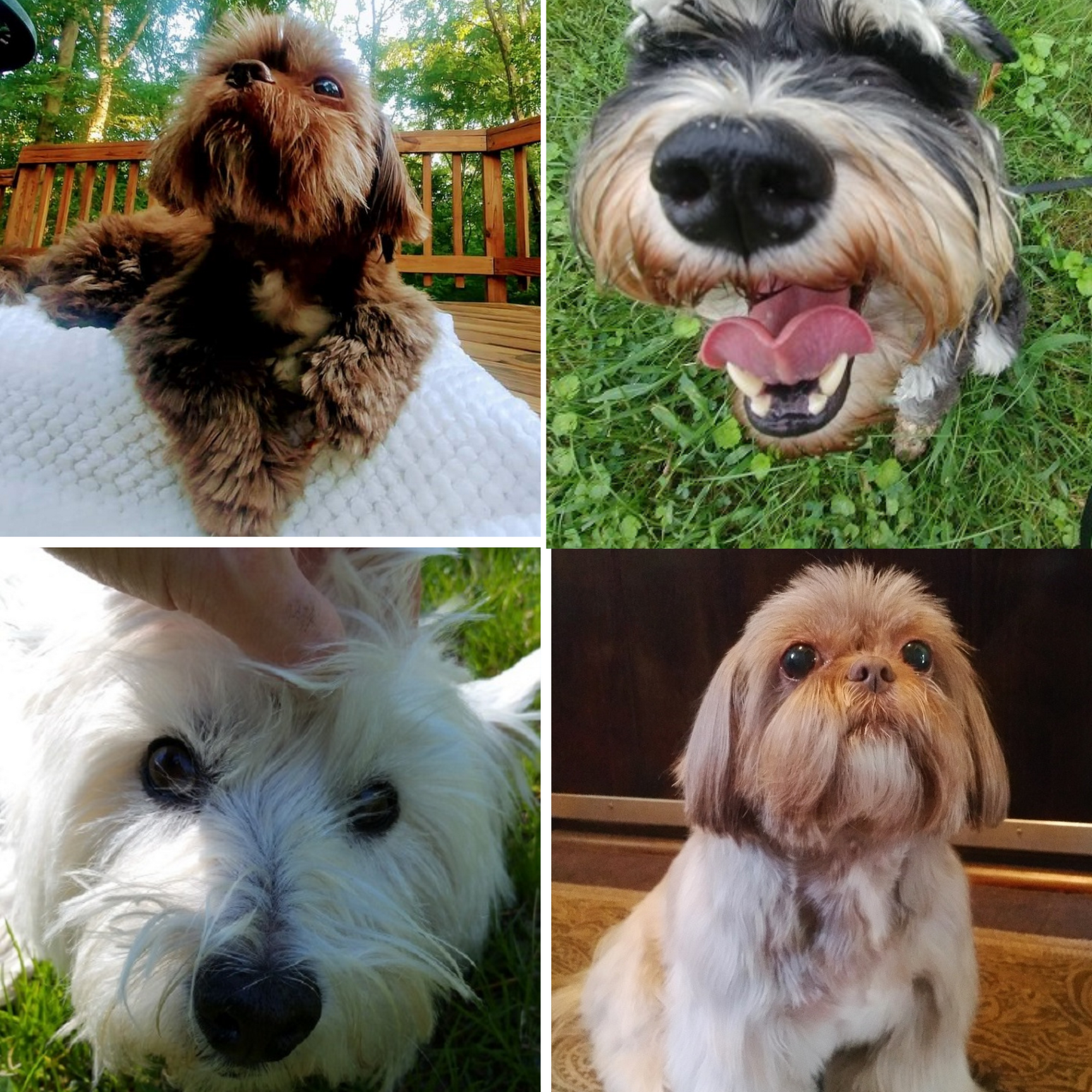 Bowie Boarding Retreat for Smaller Dogs Bowie