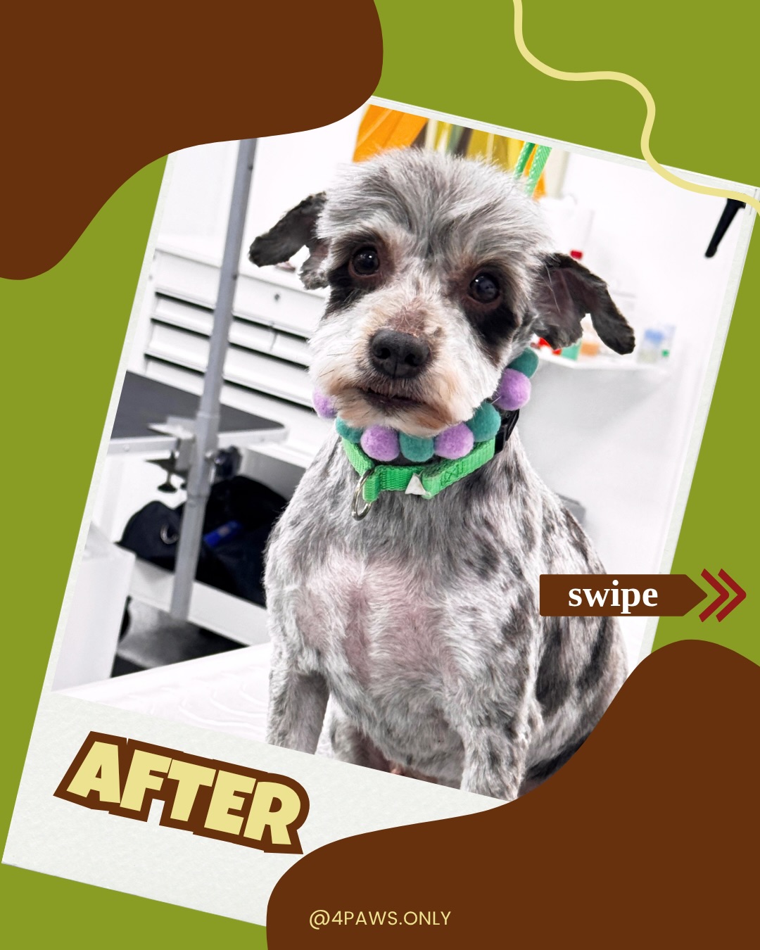 4 Paws Only Grooming LLC Bowie