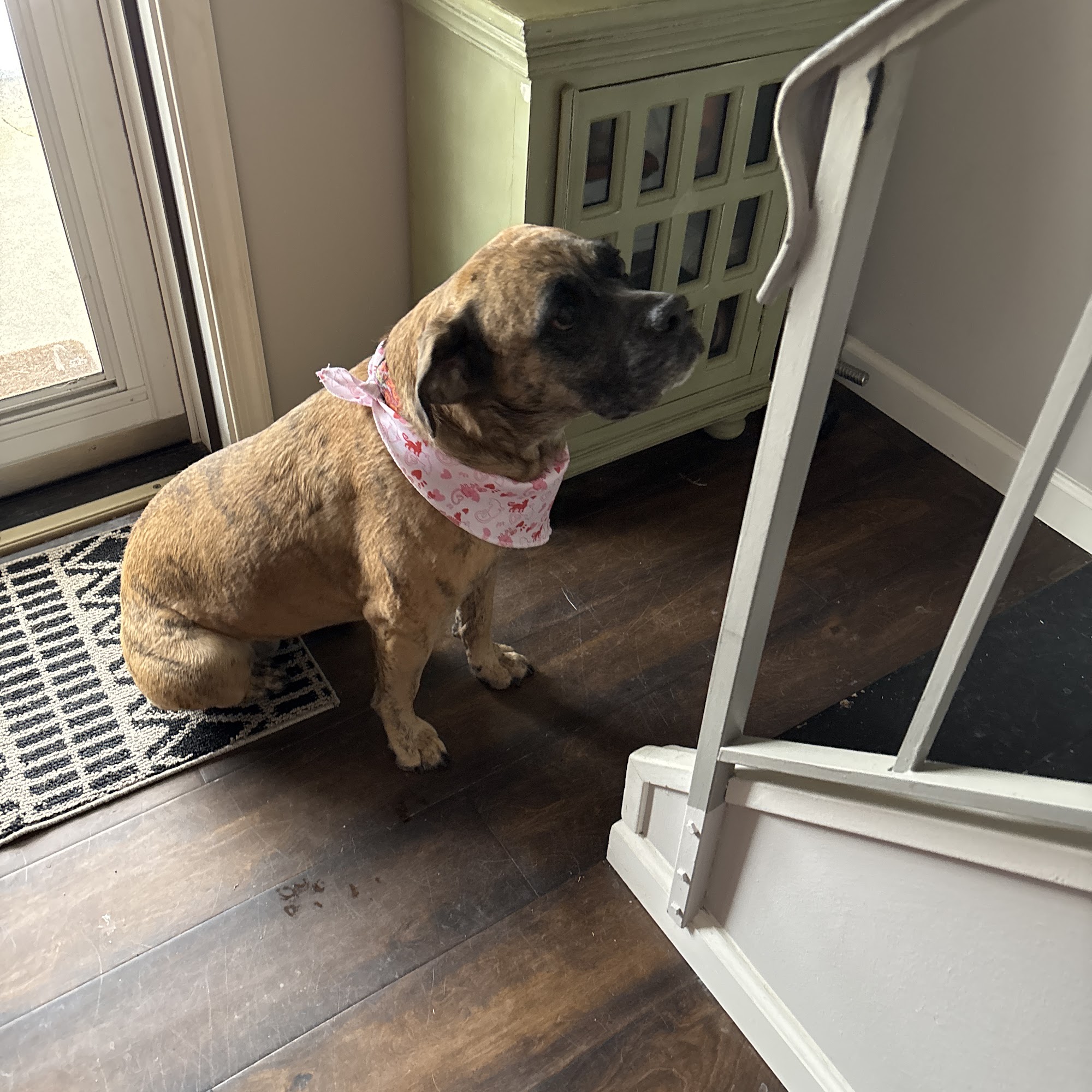 4 Paws Only Grooming LLC Bowie