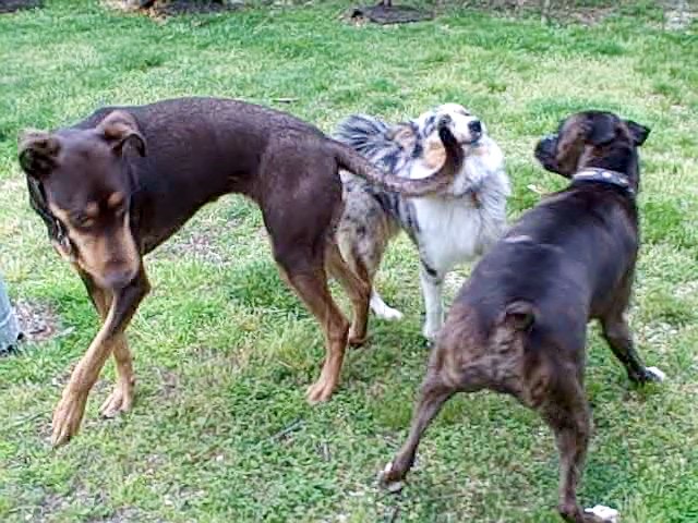 DogtownMaryland Brandywine