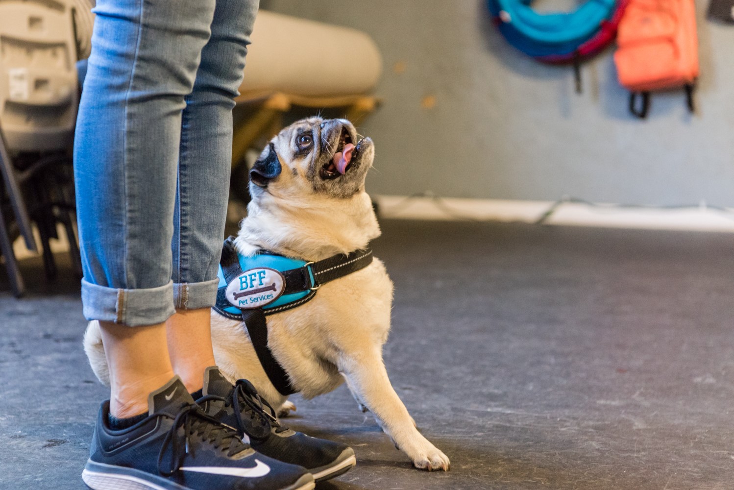 BFF Pet Services Brandywine