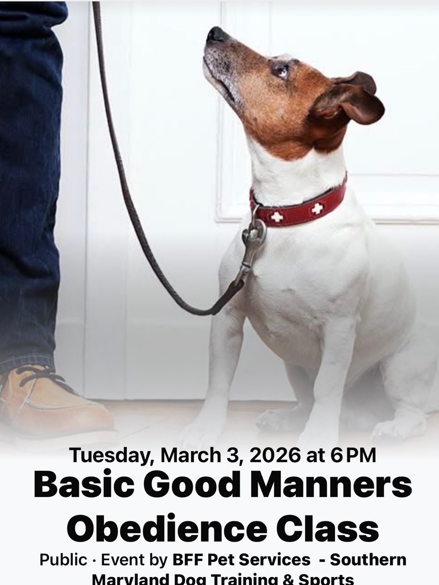 BFF Pet Services Brandywine