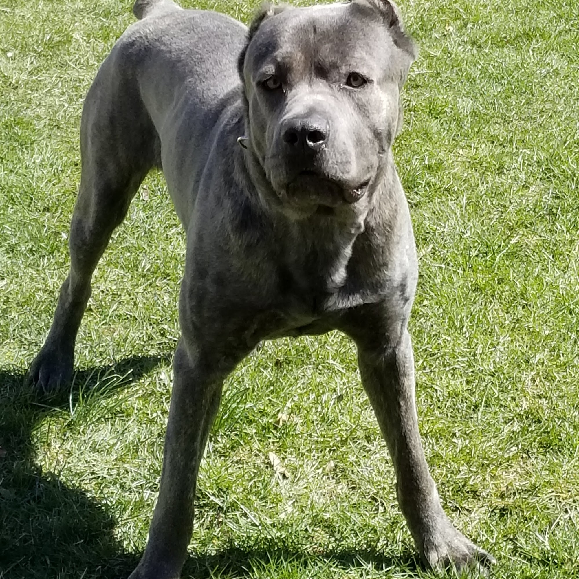 Brentwood Animal Hospital Brentwood