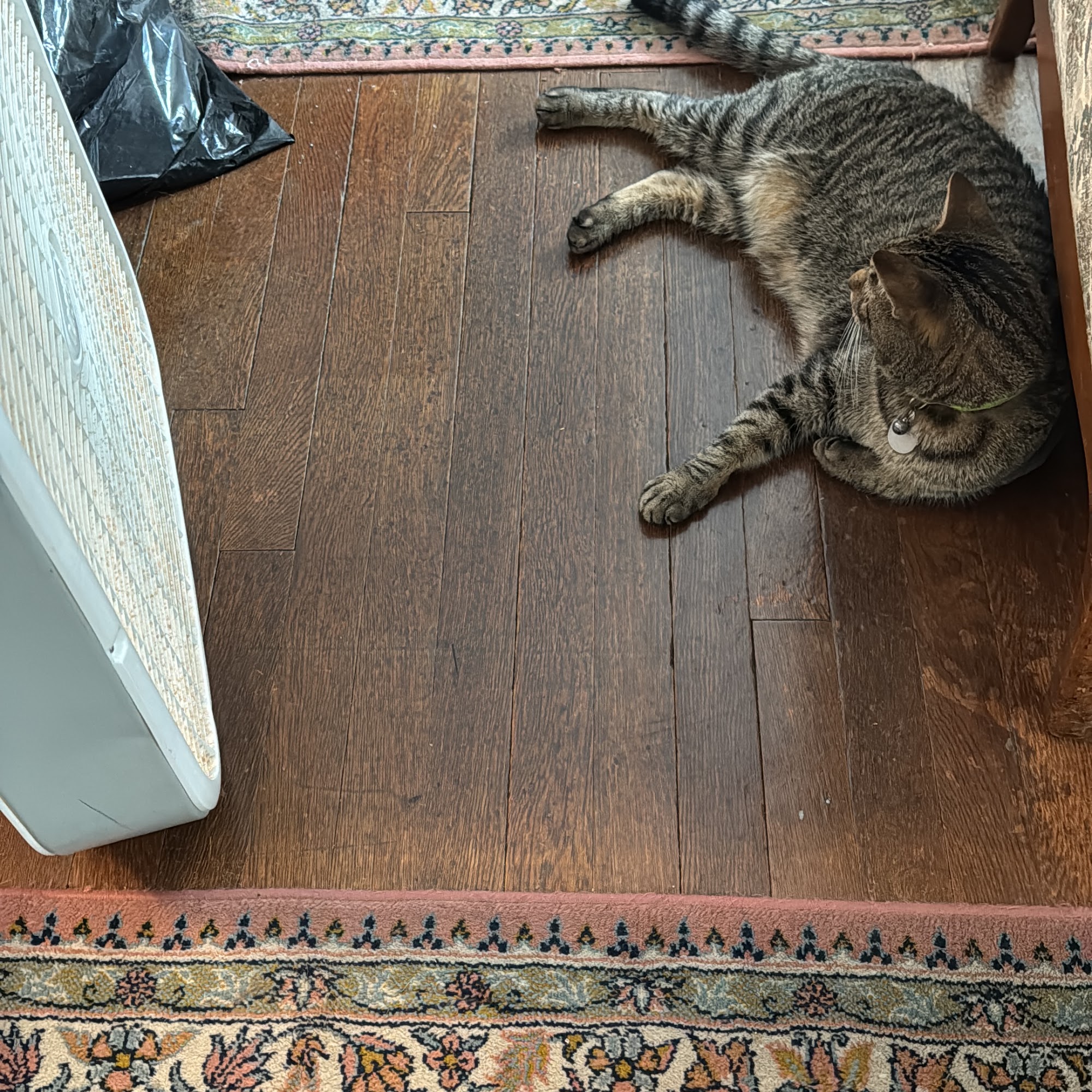 Brentwood Animal Hospital: Ahmad Rauf DVM Brentwood