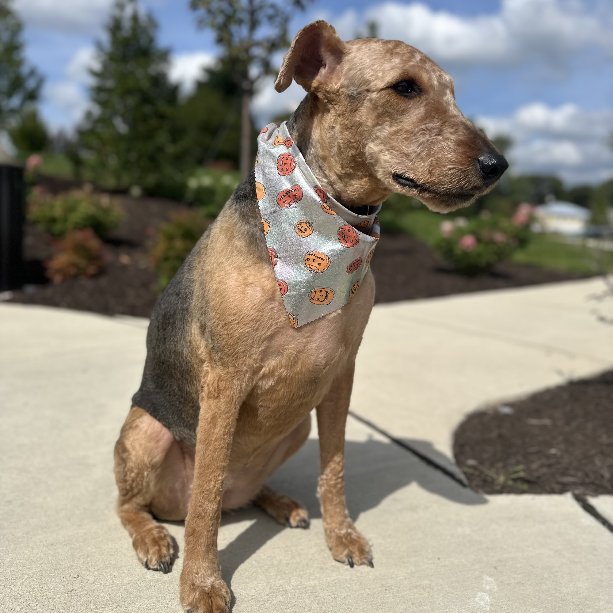 Brunswick Grooming Spa Brunswick