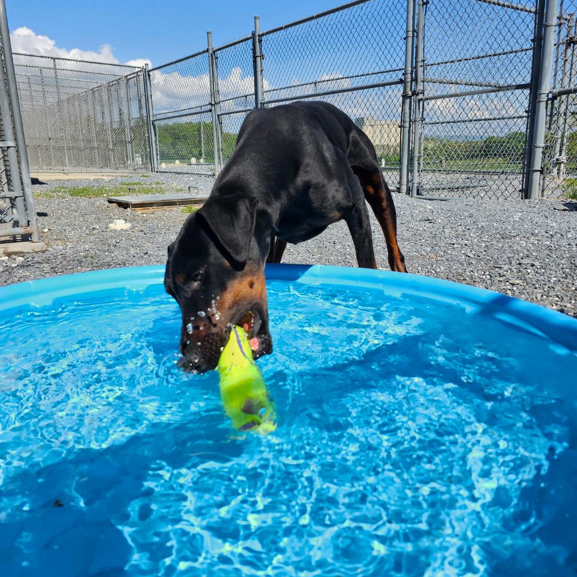Buckeystown Veterinary Hospital Buckeystown