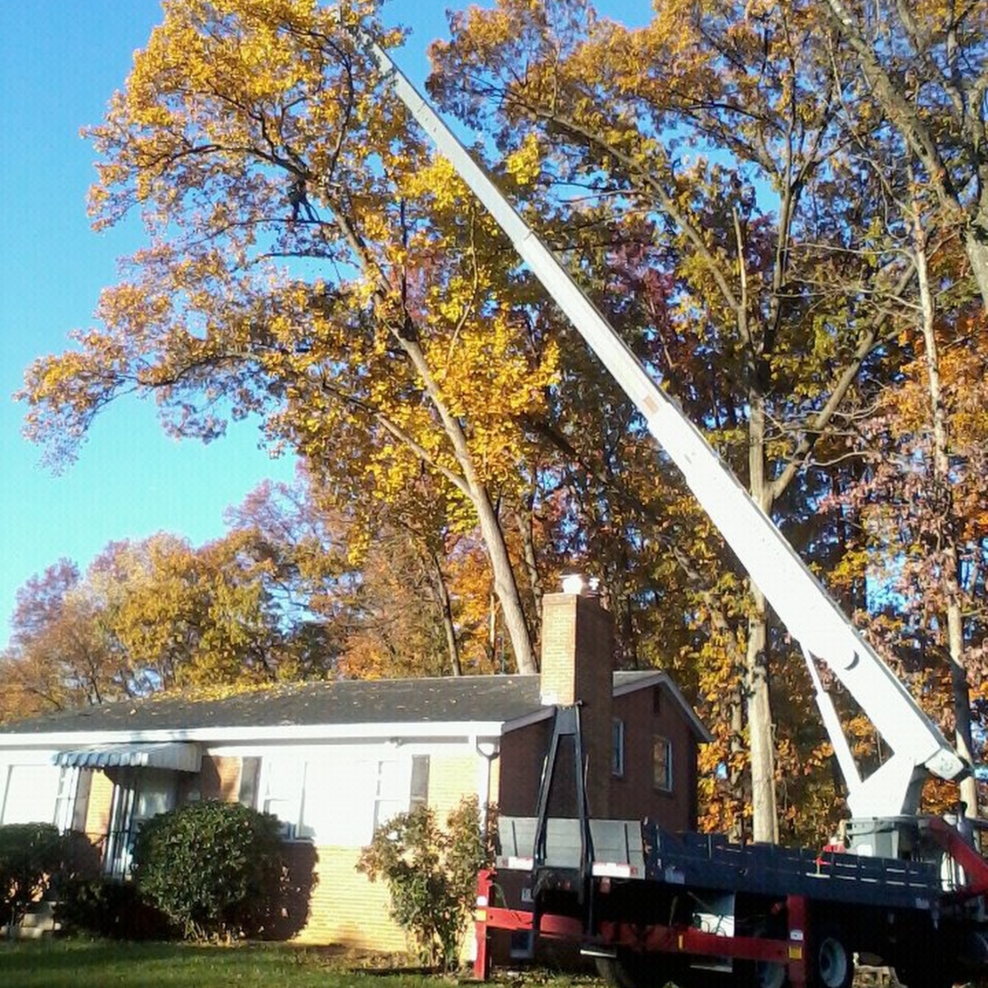 RJ Berra Inc T/A Services Unlimited Tree and Stump Removal