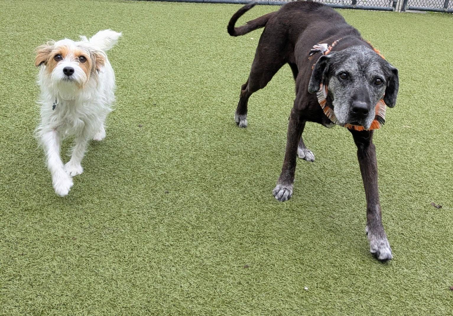 Indian Bridge Kennels & Suites, Inc. California