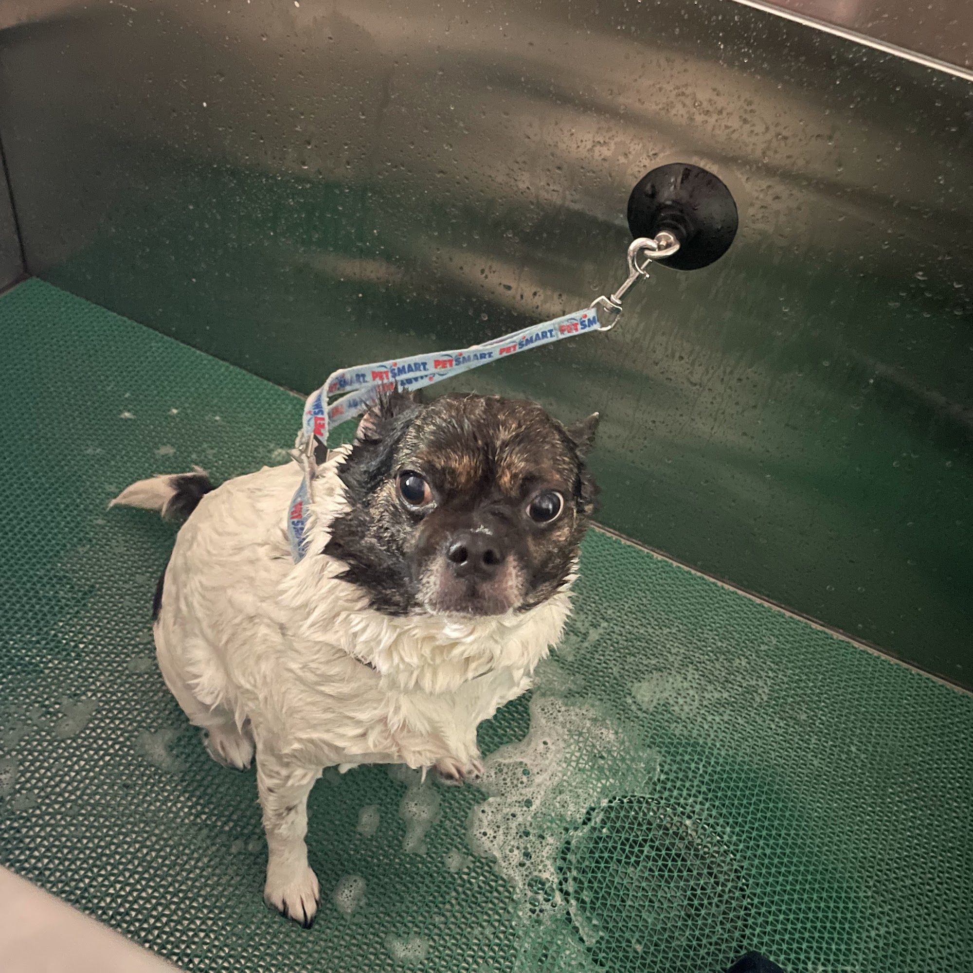 Ashley's Groom Room LLC. California