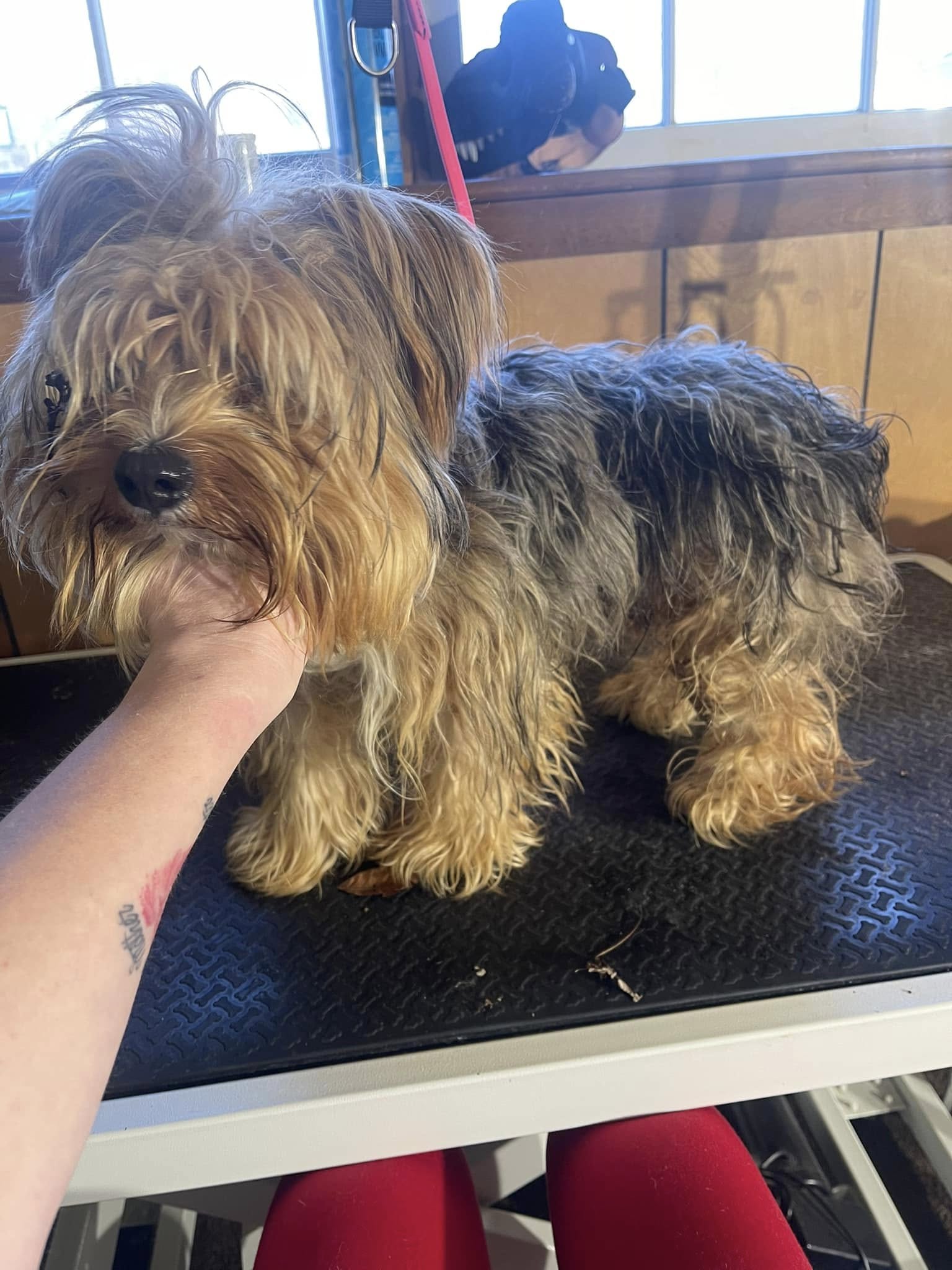 Ashley's Groom Room LLC. California