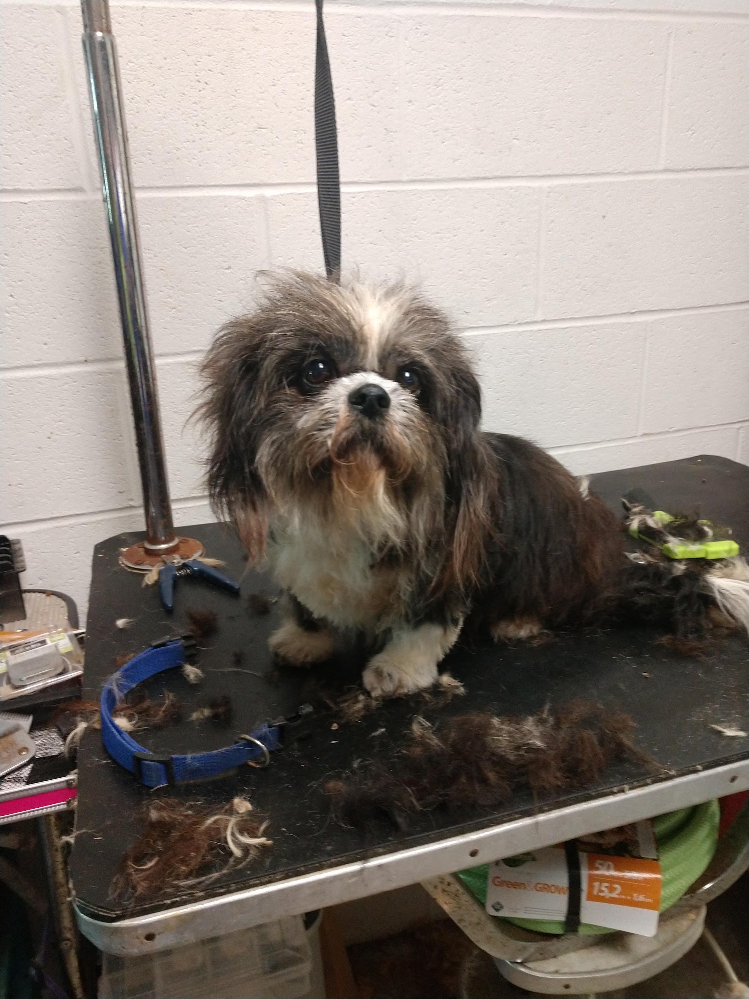 Baywater Animal Rescue Cambridge