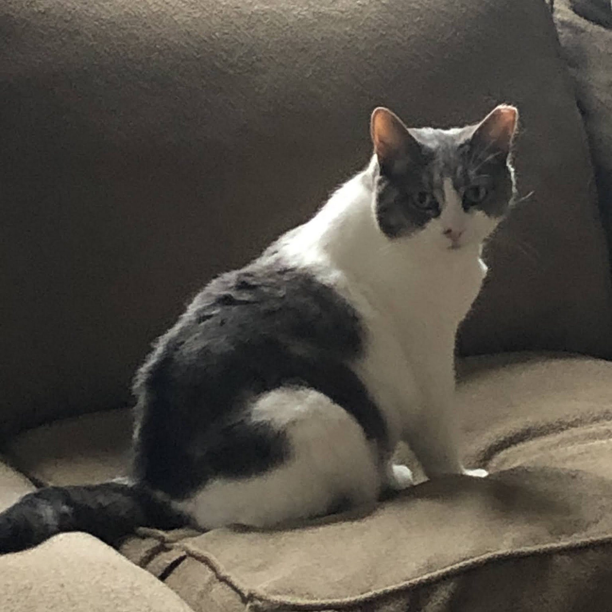 Catonsville Cat Clinic Catonsville