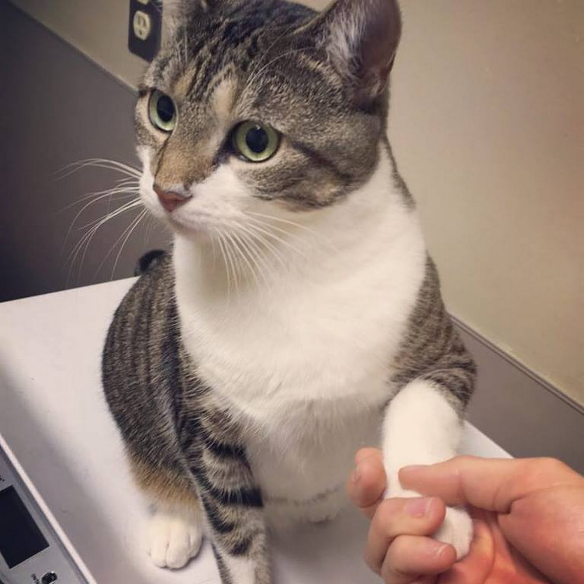 Paradise Animal Hospital Catonsville