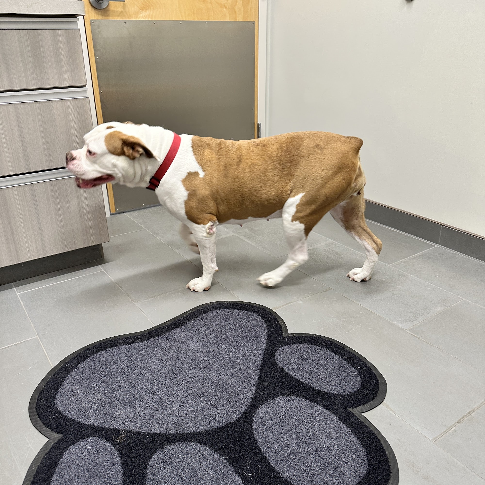 Maryland Veterinary Surgical Services Catonsville