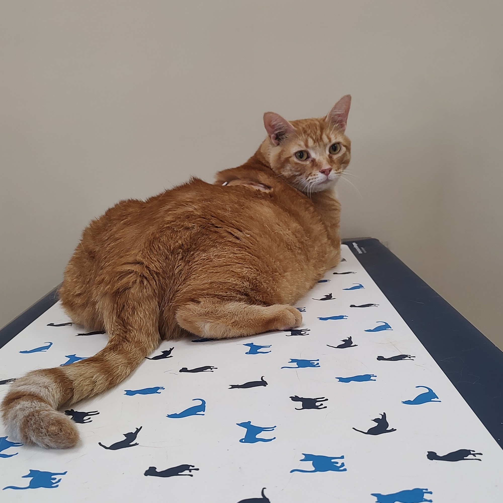 Town & Country Animal Hospital Centreville