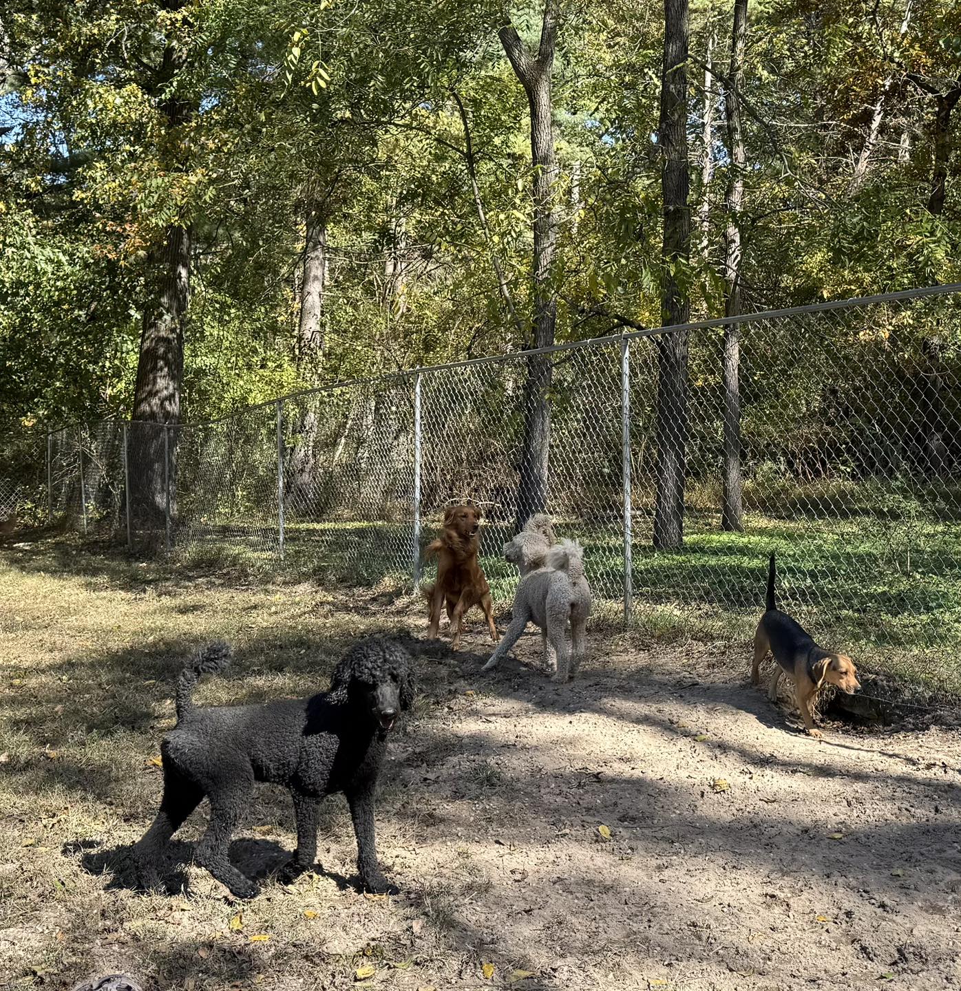 Dandyland Pet Care Center Centreville