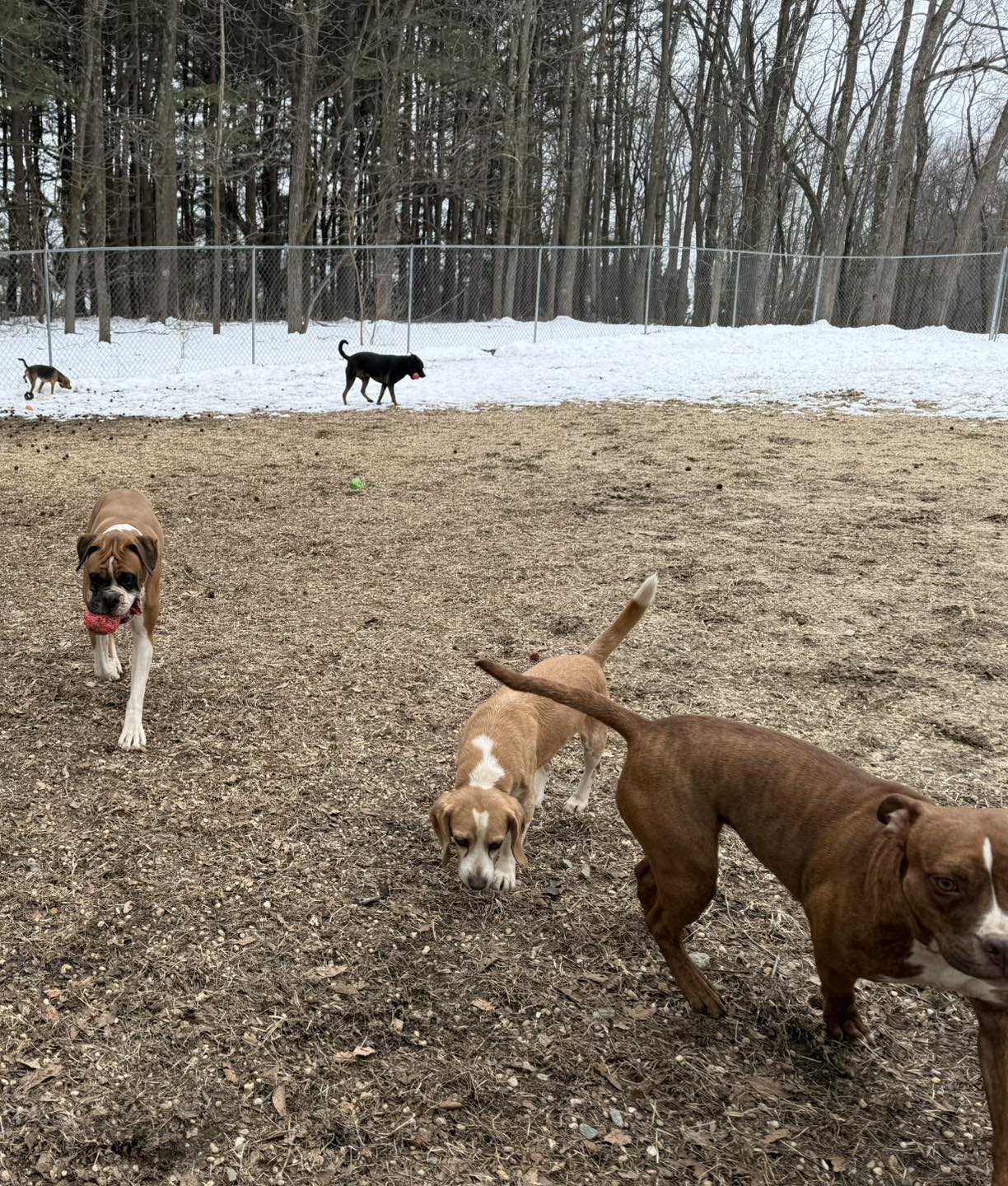 Dandyland Pet Care Center Centreville