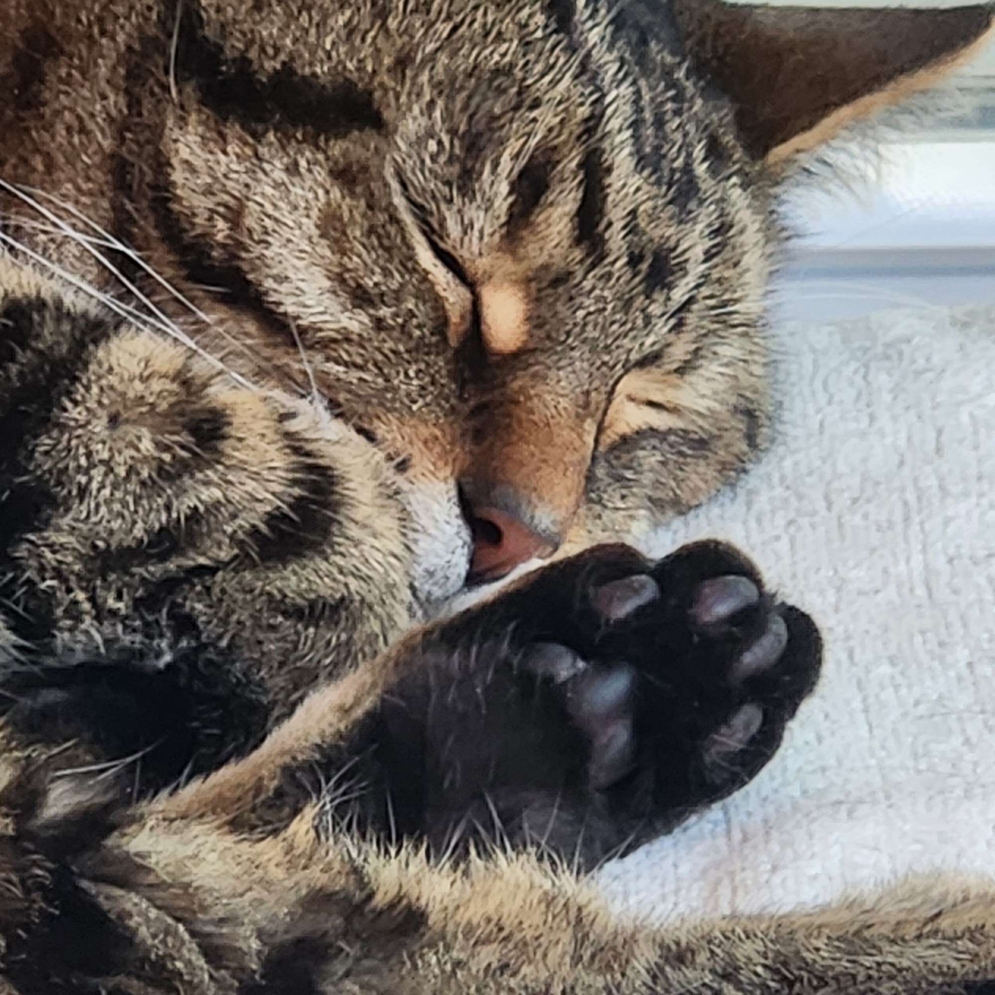 Pawfessional Pet Care Charlotte Hall