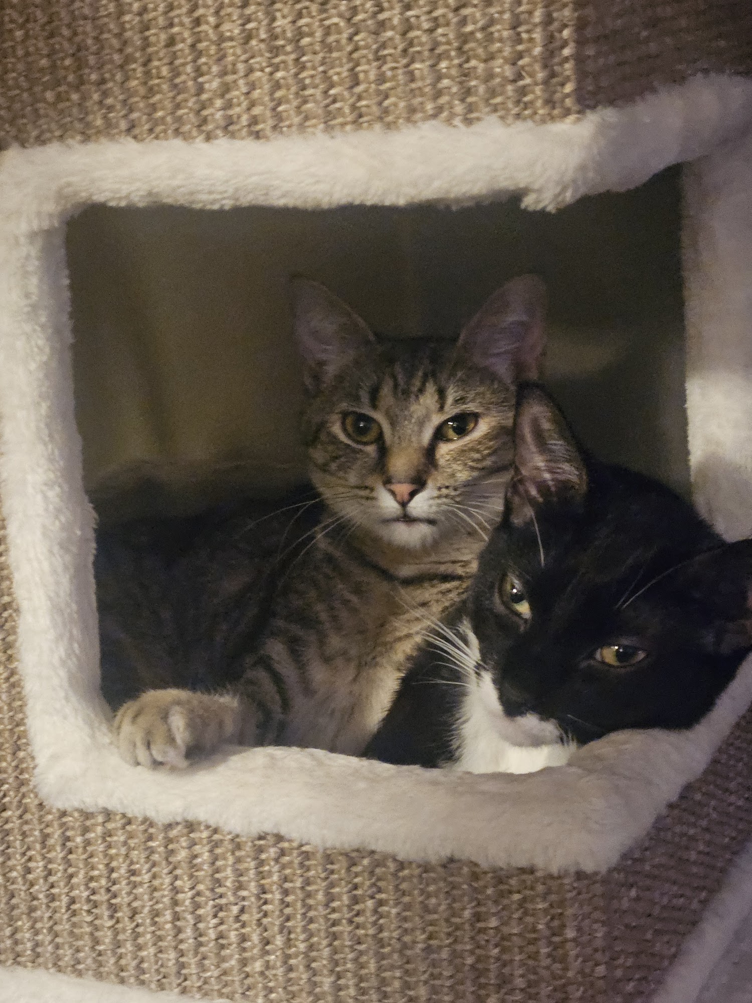 Cecil County Animal Services Chesapeake City