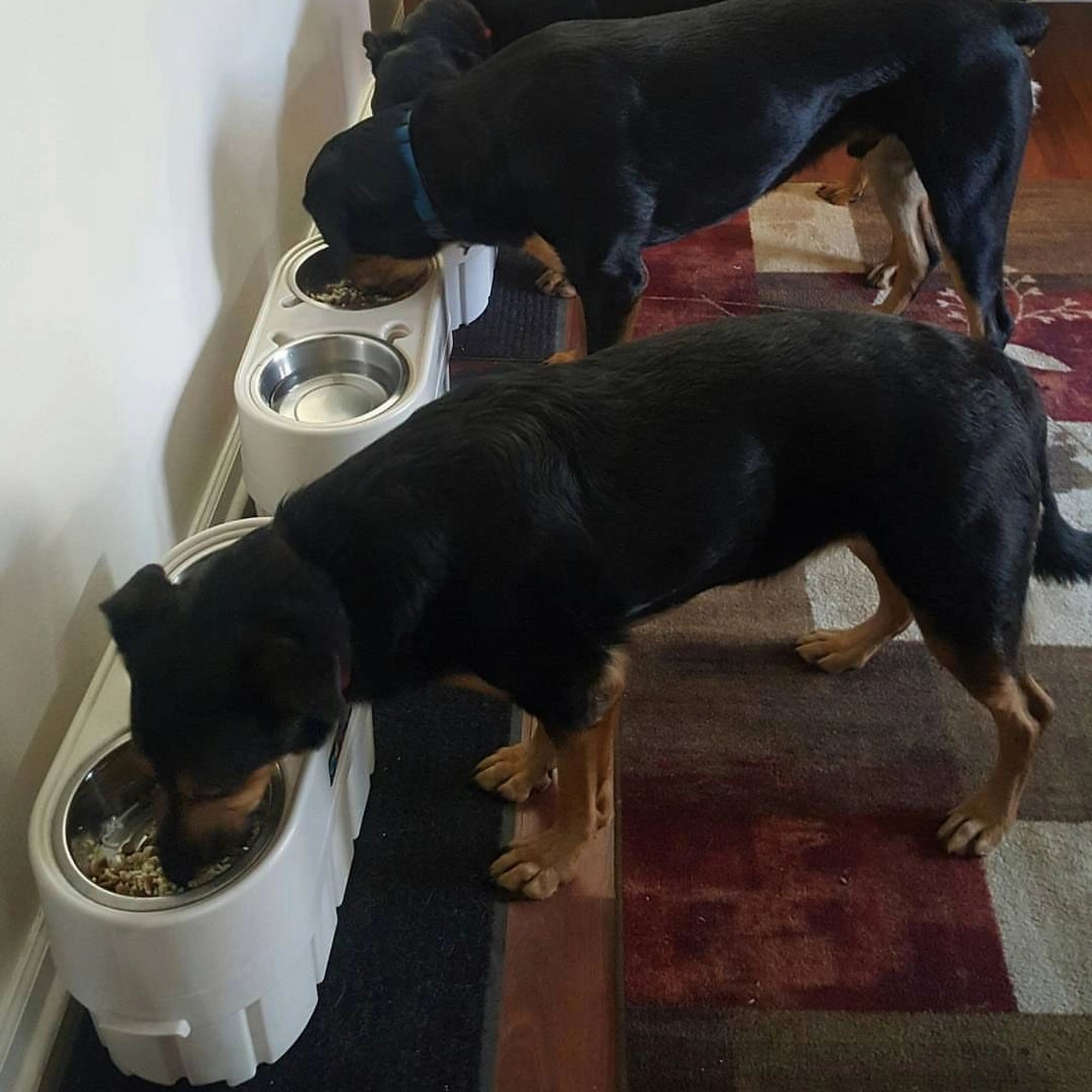 I am Dog what is your Trick?!?! Chester