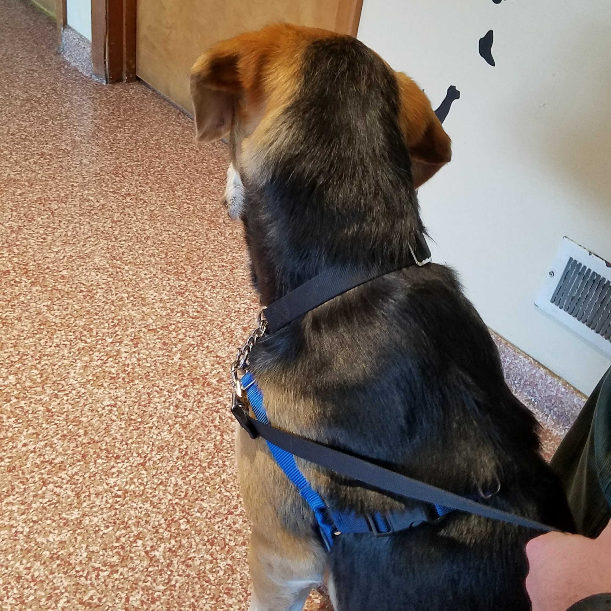 Chestertown Animal Hospital Chestertown