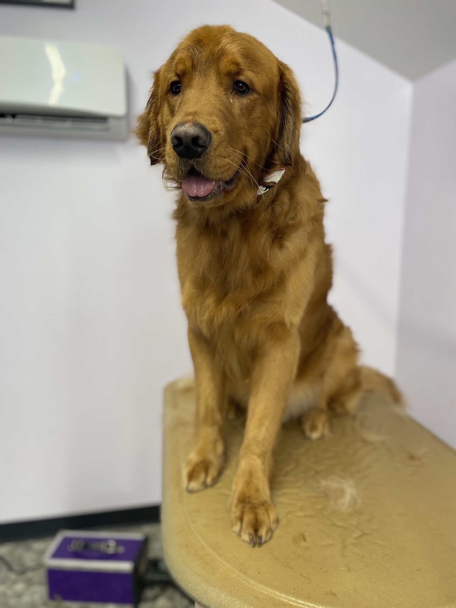 Shaggy paws, LLC Chestertown