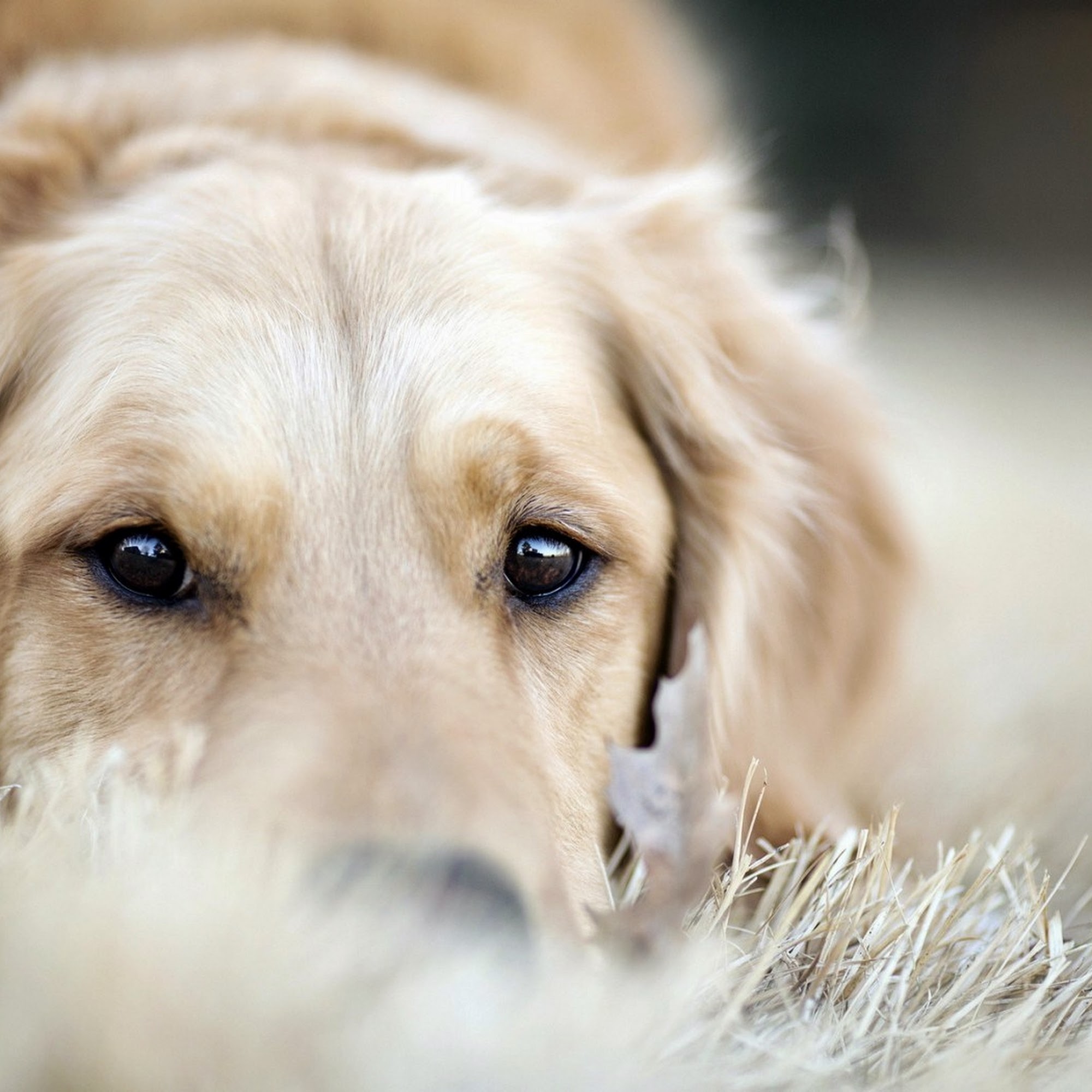 Happy Run Kennel Chestertown