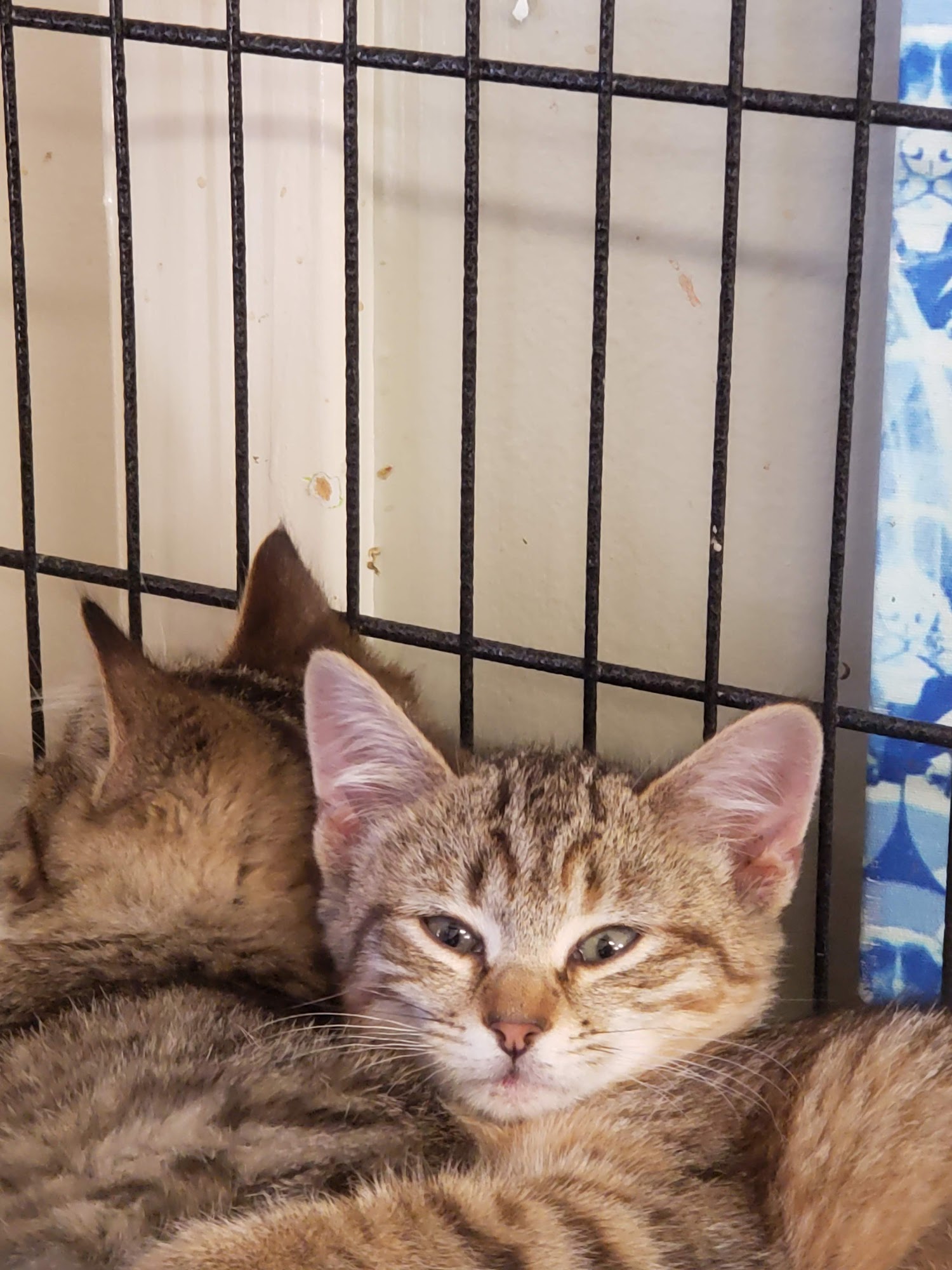 The Animal Care Shelter for Kent County Chestertown