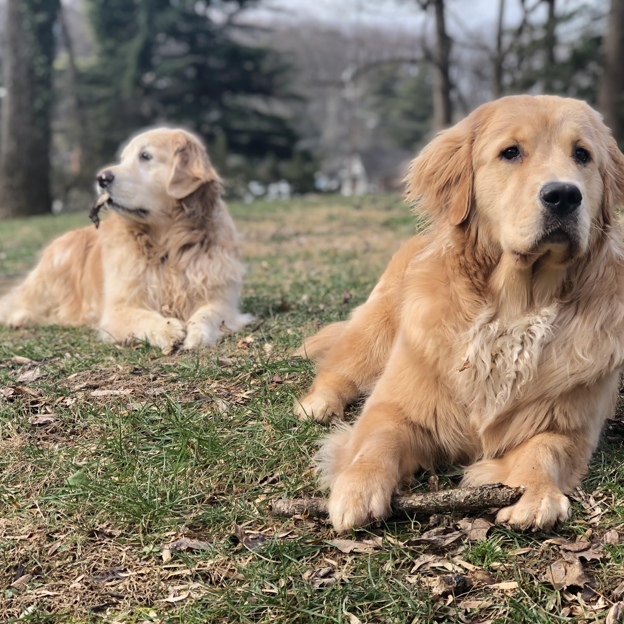 Chevy Chase Veterinary Clinic Chevy Chase