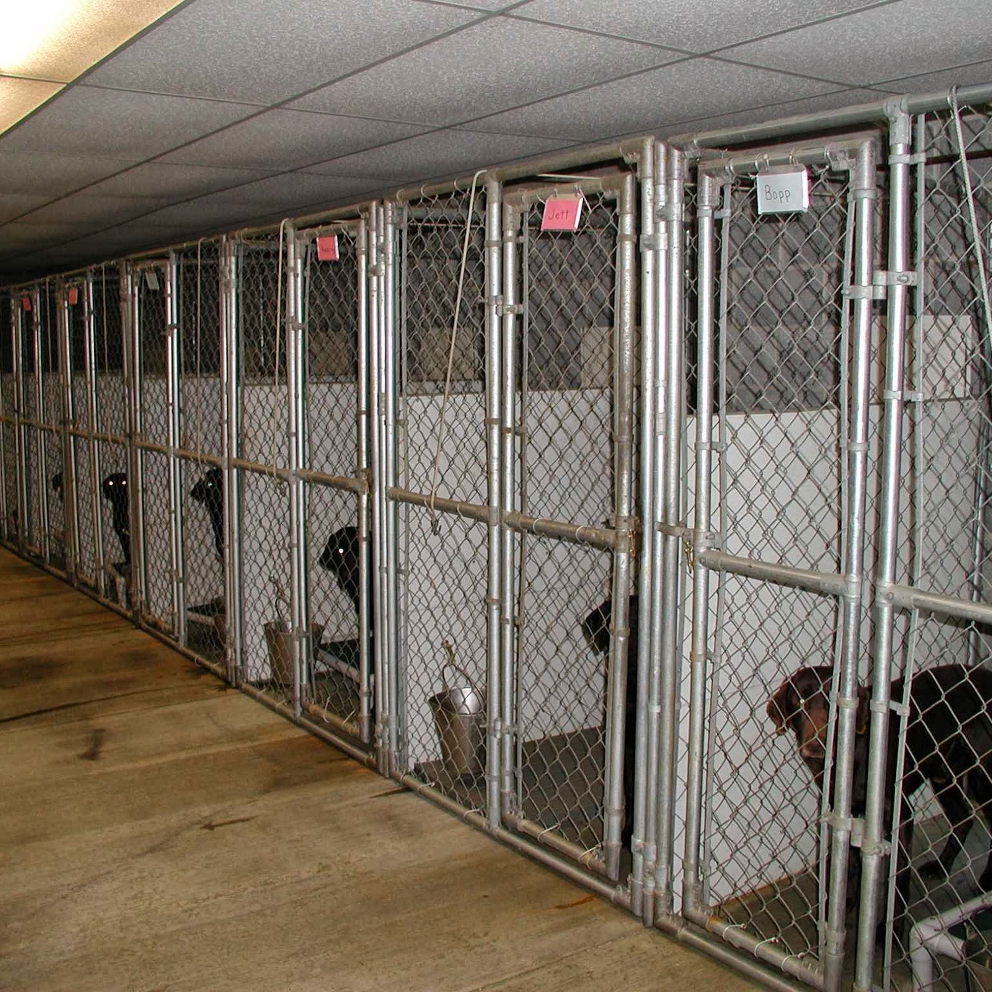 Oakdale Retrievers 320 Big Woods Rd, Church Hill Maryland 21623
