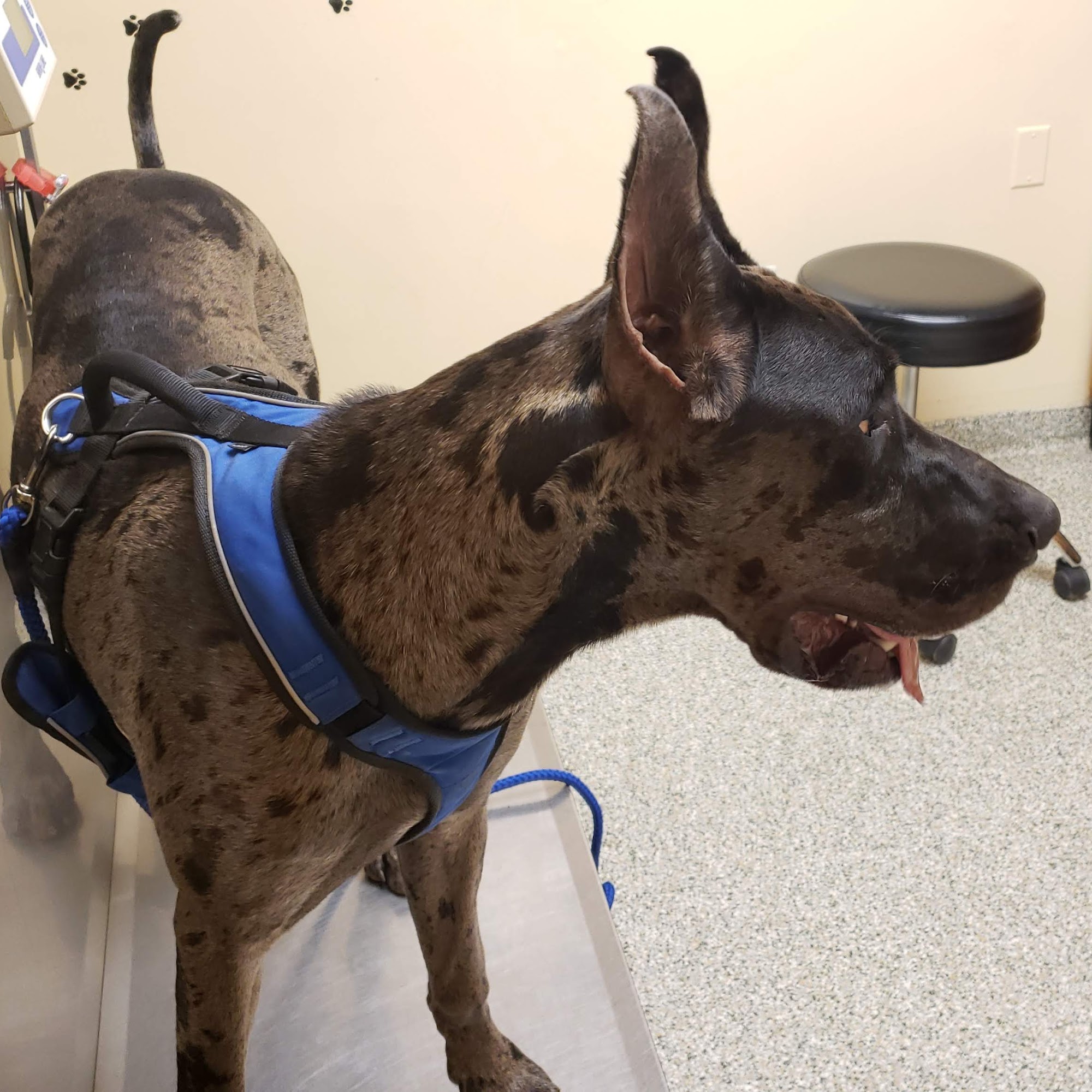 Churchville Veterinary Clinic Churchville