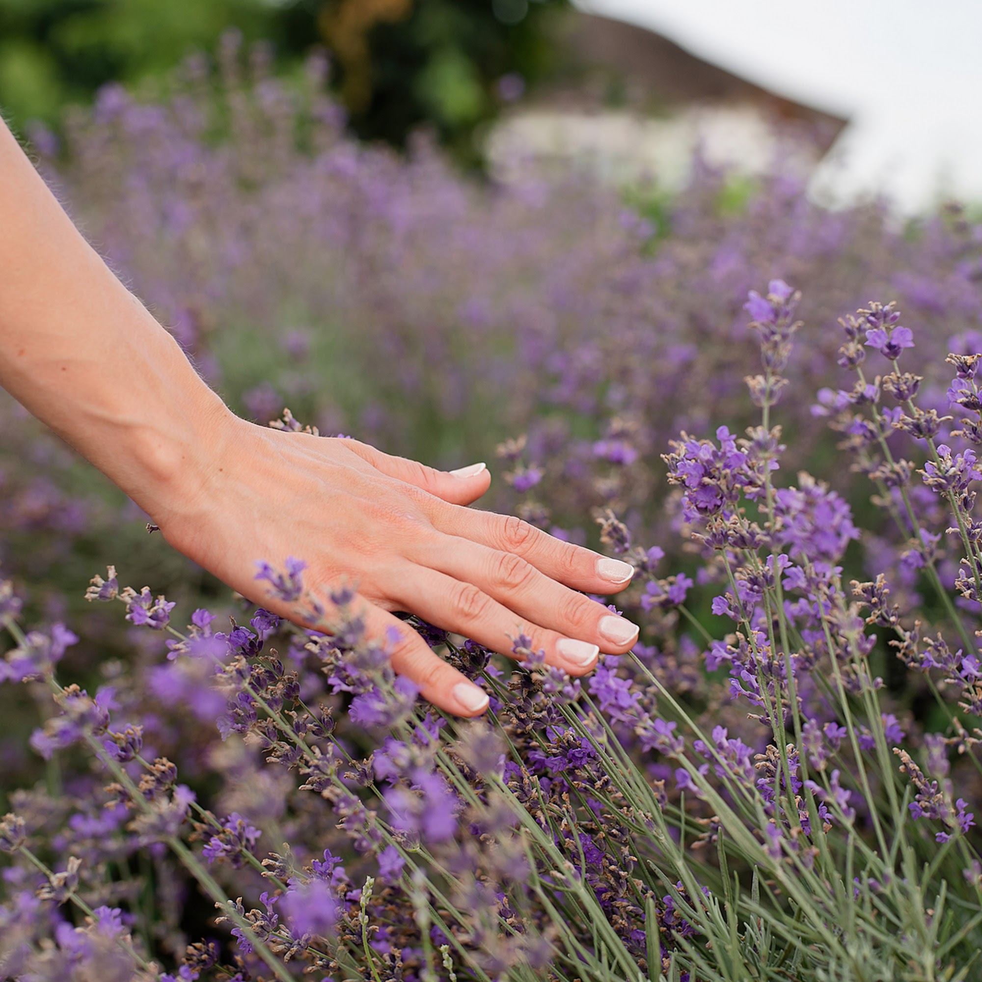 Purple Rain Lavender Farm - Scentsational Days of Summer 2026 mark your calendars for next year. Churchville