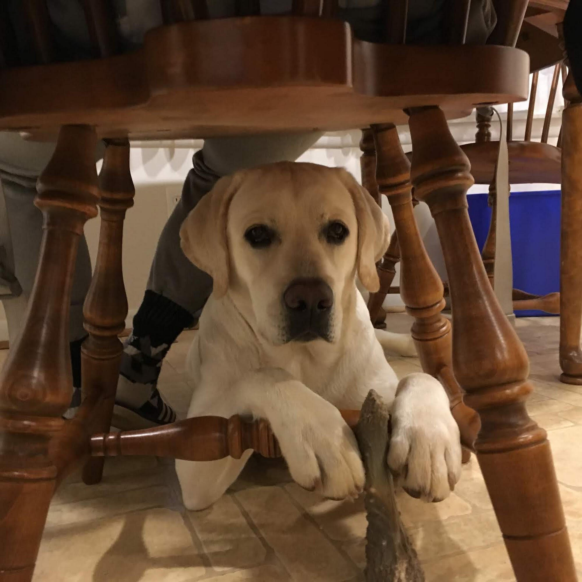 Clarksburg Animal Hospital Clarksburg