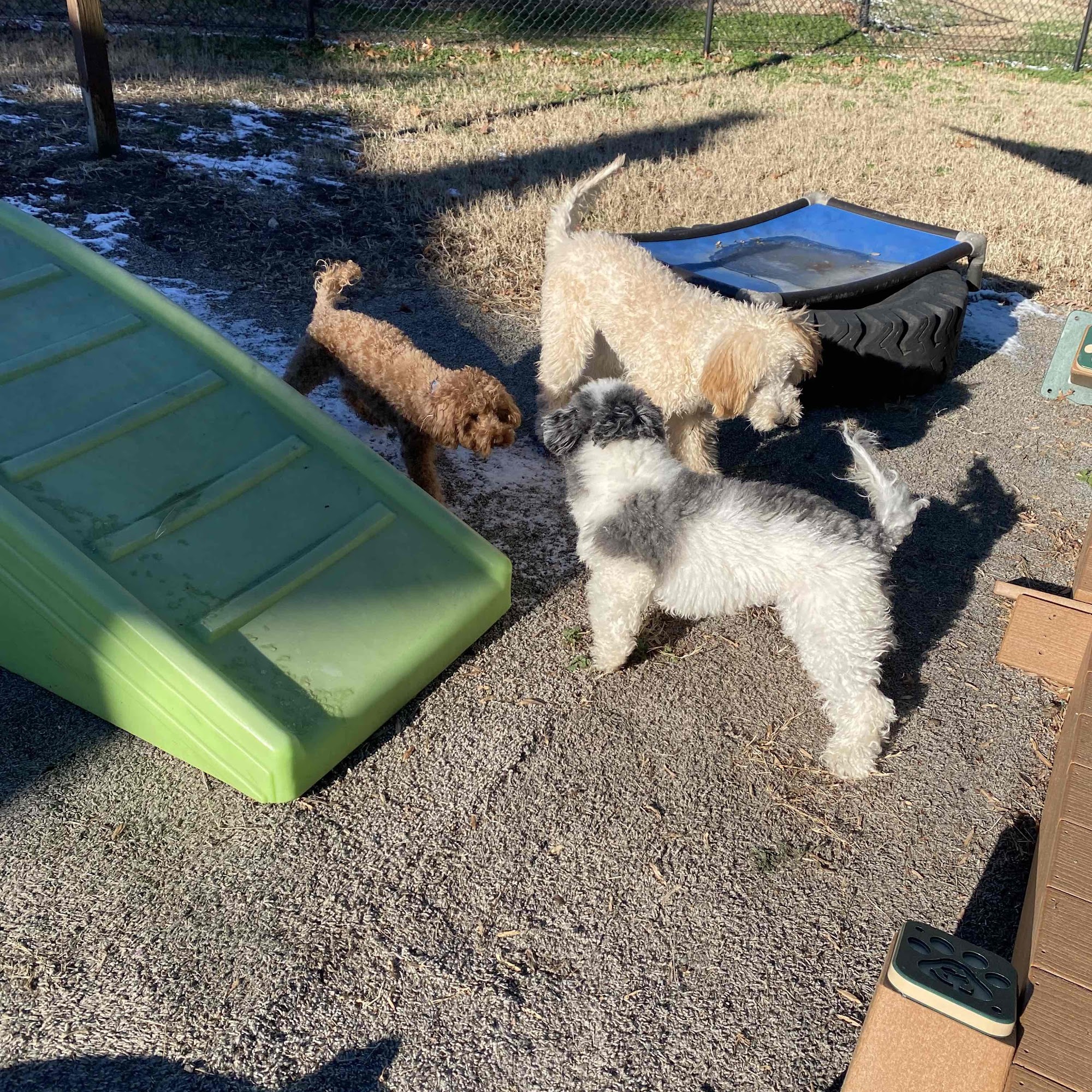 Southern Oasis Pet Resort of Clinton Clinton