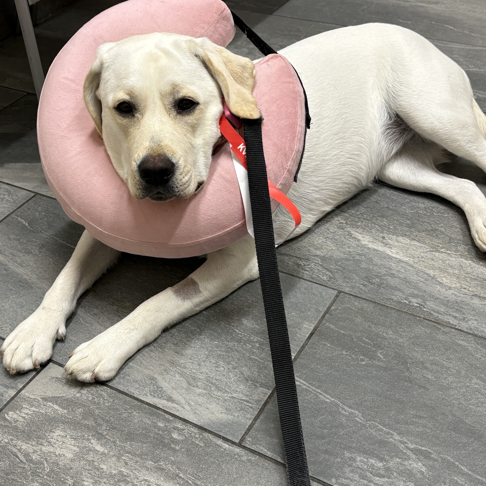 Chesapeake Veterinary Surgical Specialists Cockeysville