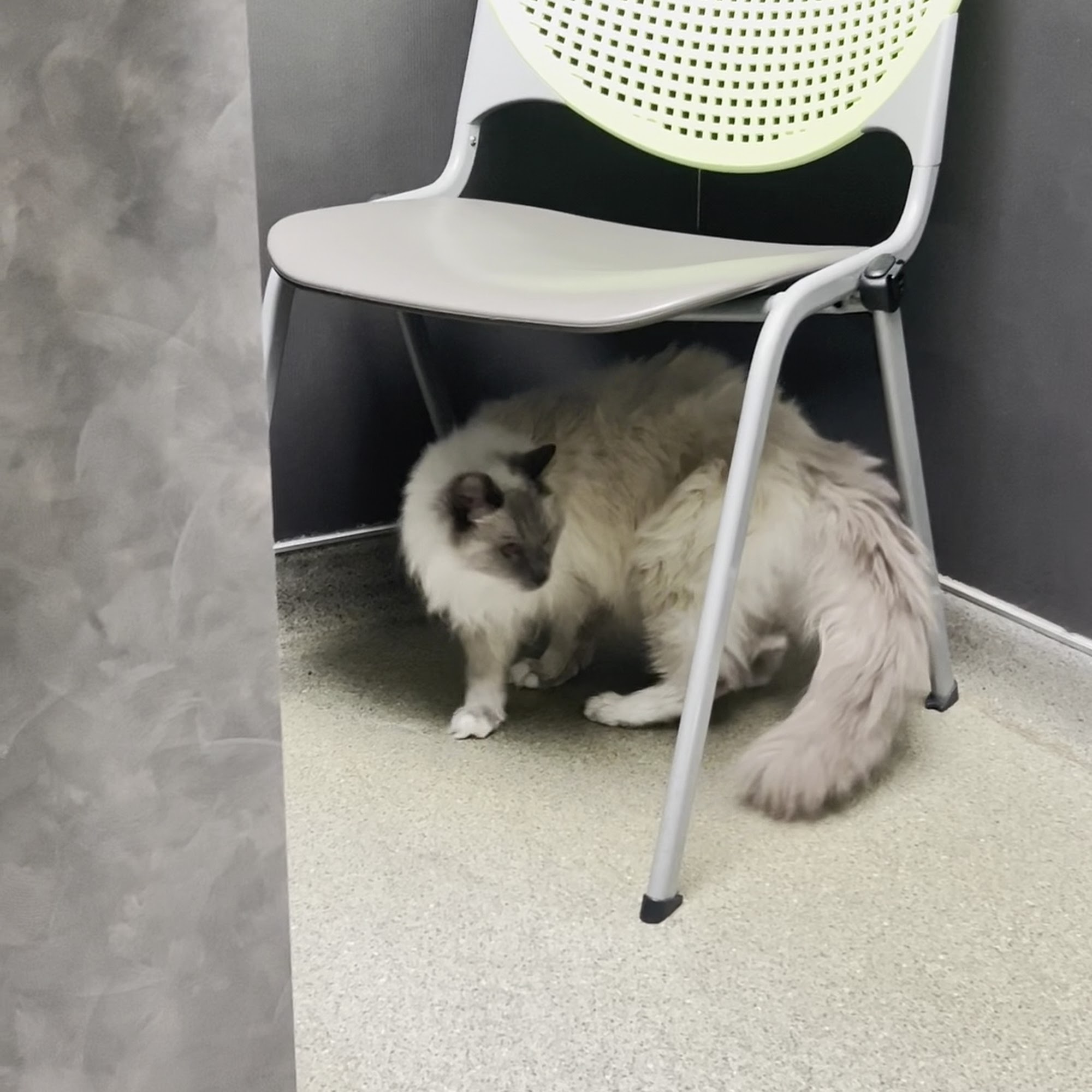 Hunt Valley Animal Hospital Cockeysville