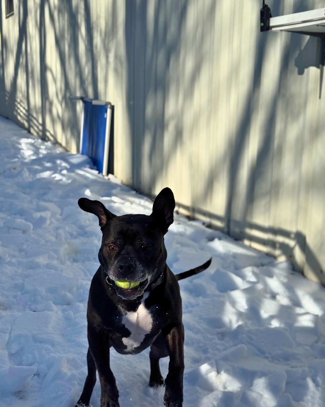 Best Friends Fur Ever Cockeysville