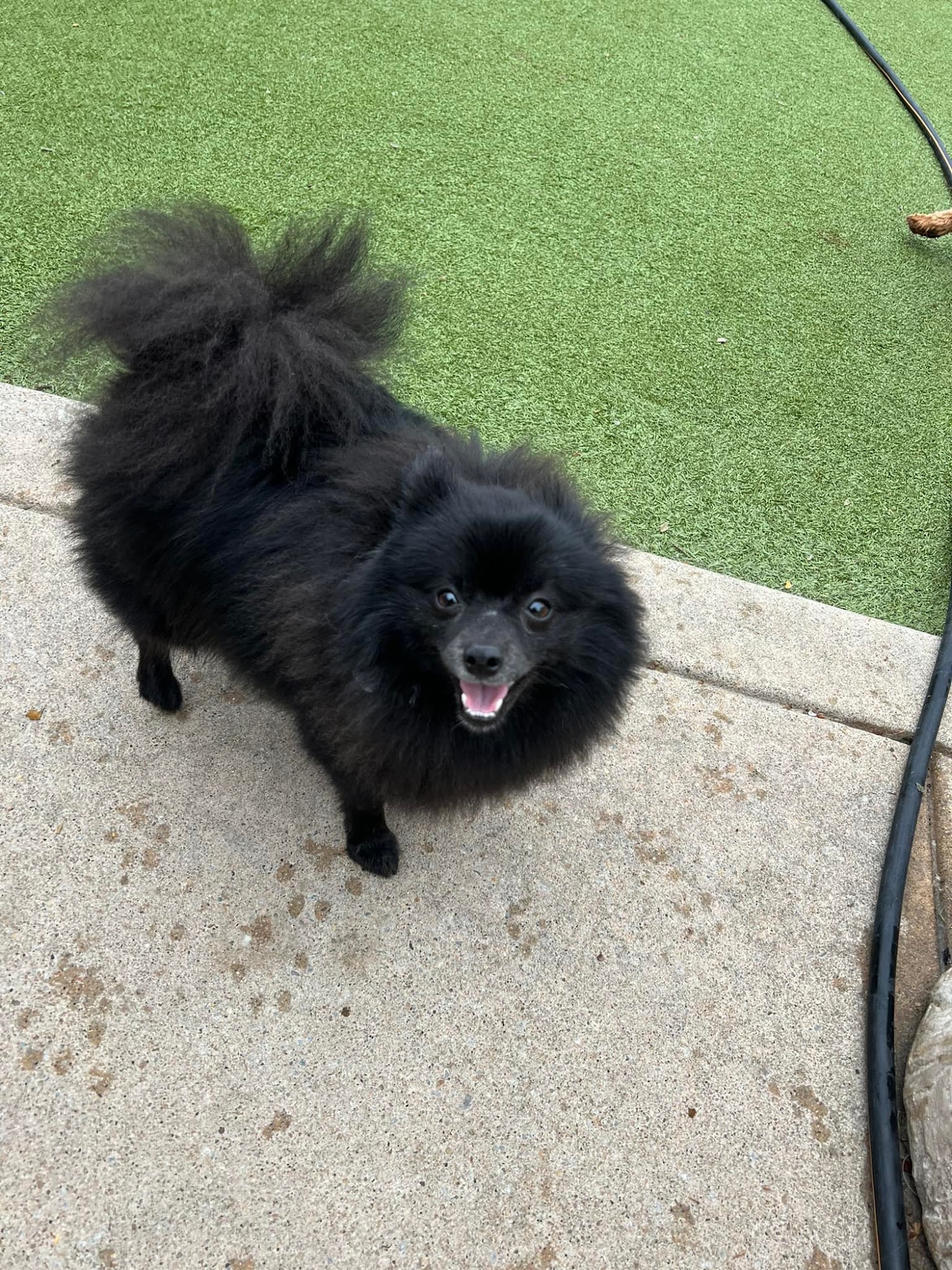 Best Friends Fur Ever Cockeysville