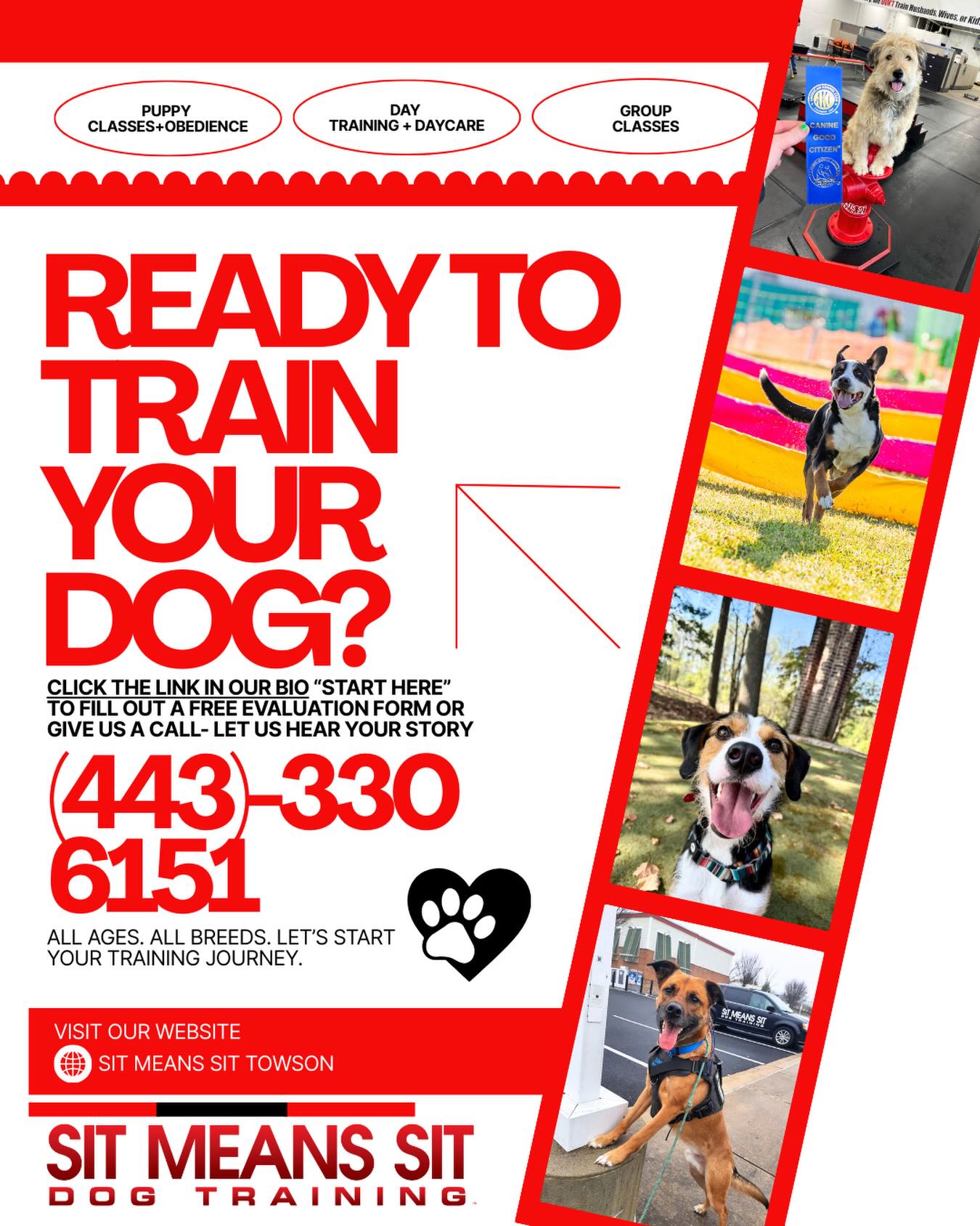 Sit Means Sit Dog Training Towson Cockeysville