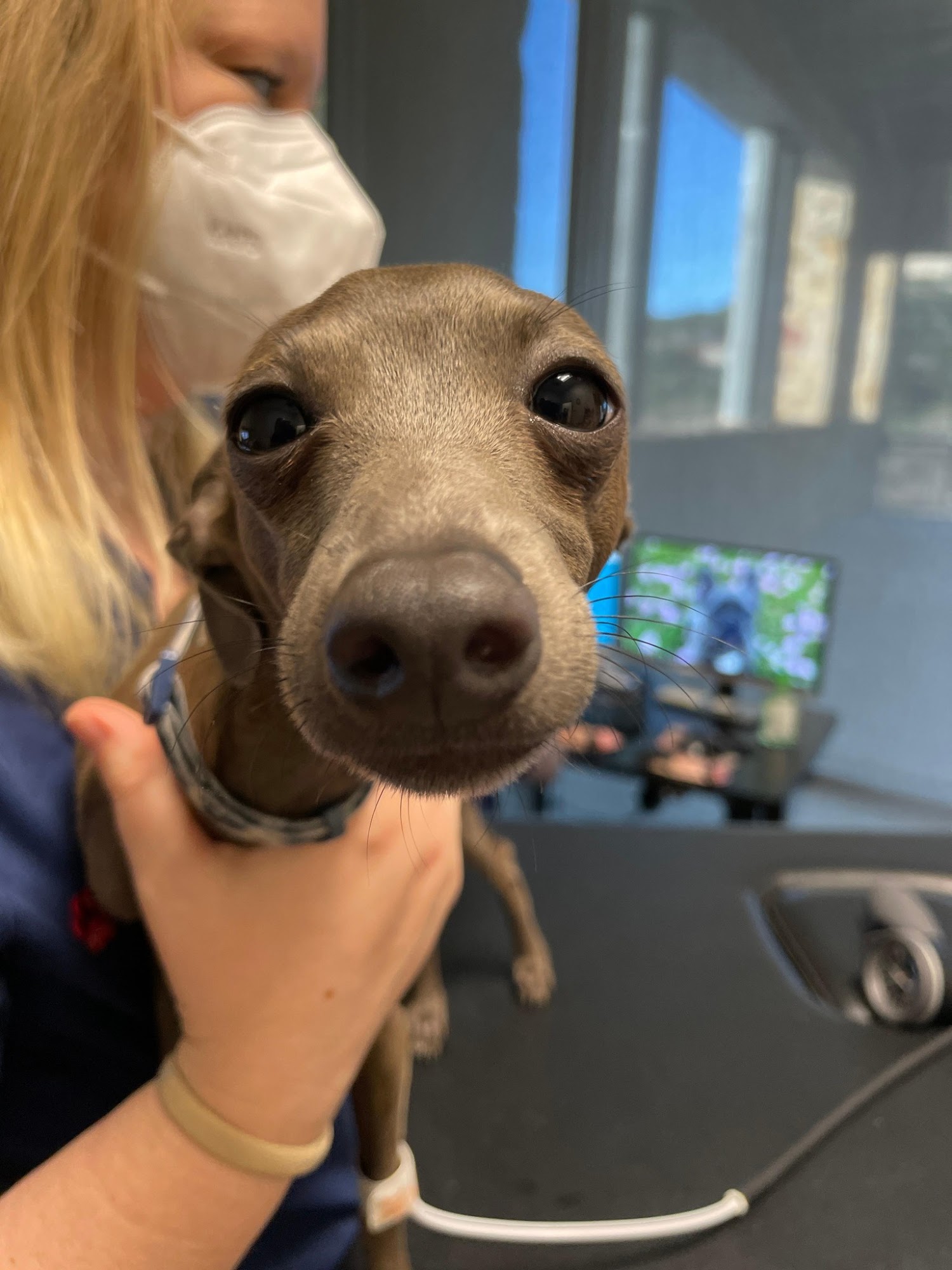 CVCA Cardiac Care For Pets Cockeysville